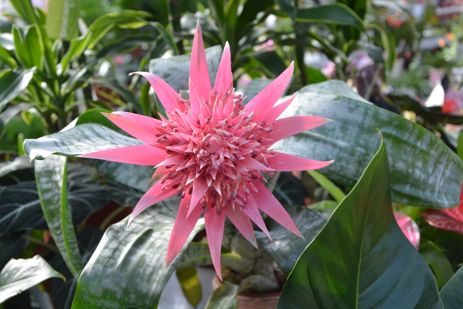 Nikon D5200 sample photo. Plant, aechmea pamera, flowering photography