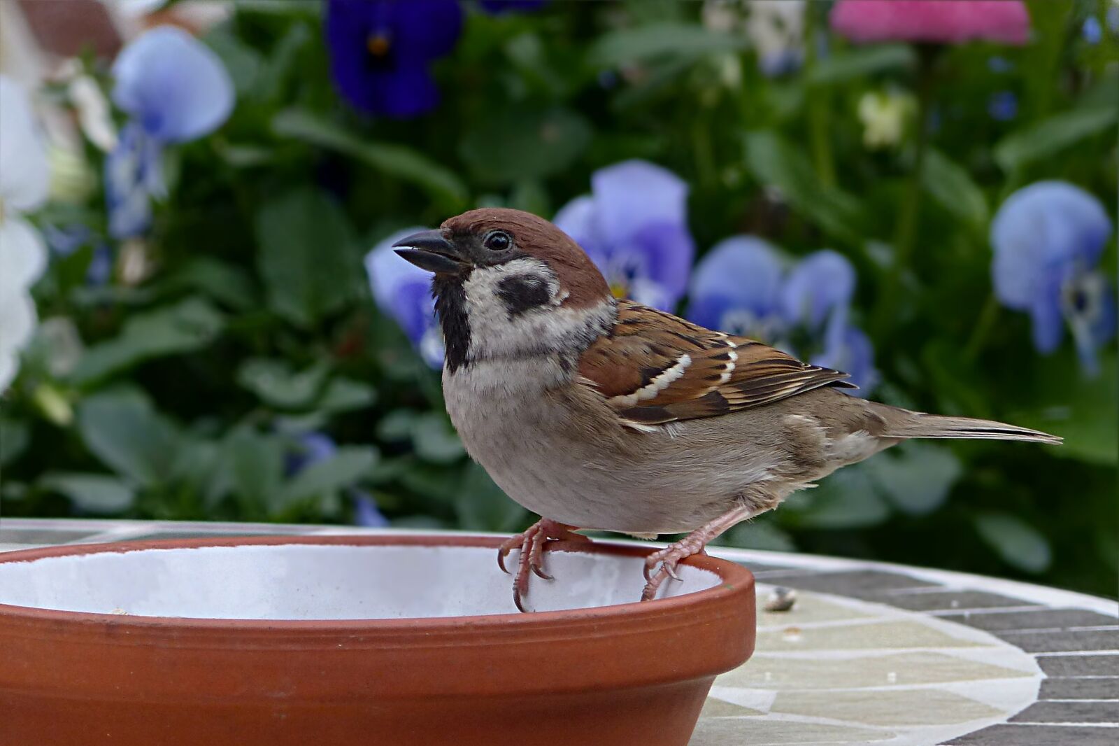 Panasonic Lumix DMC-FZ200 sample photo. Bird, sparrow, sperling photography