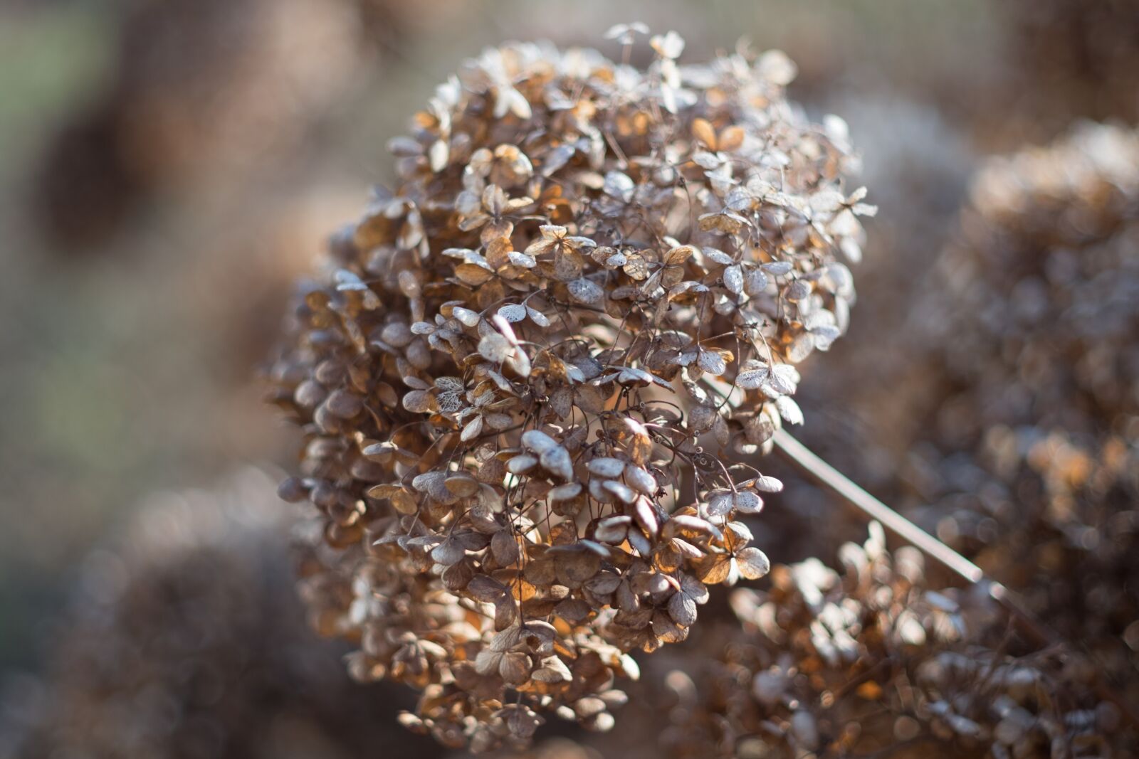 Fujifilm X-T10 sample photo. Autumn, nature, grass photography