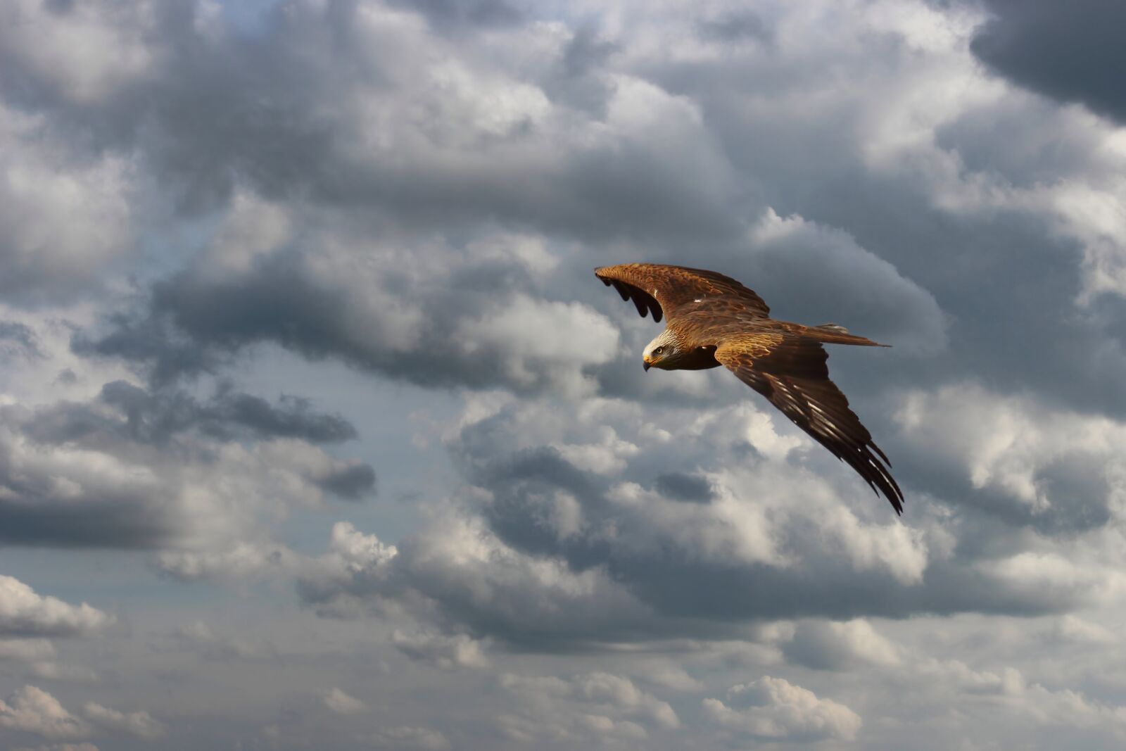 Canon EOS 600D (Rebel EOS T3i / EOS Kiss X5) sample photo. Milan, red kite, flies photography
