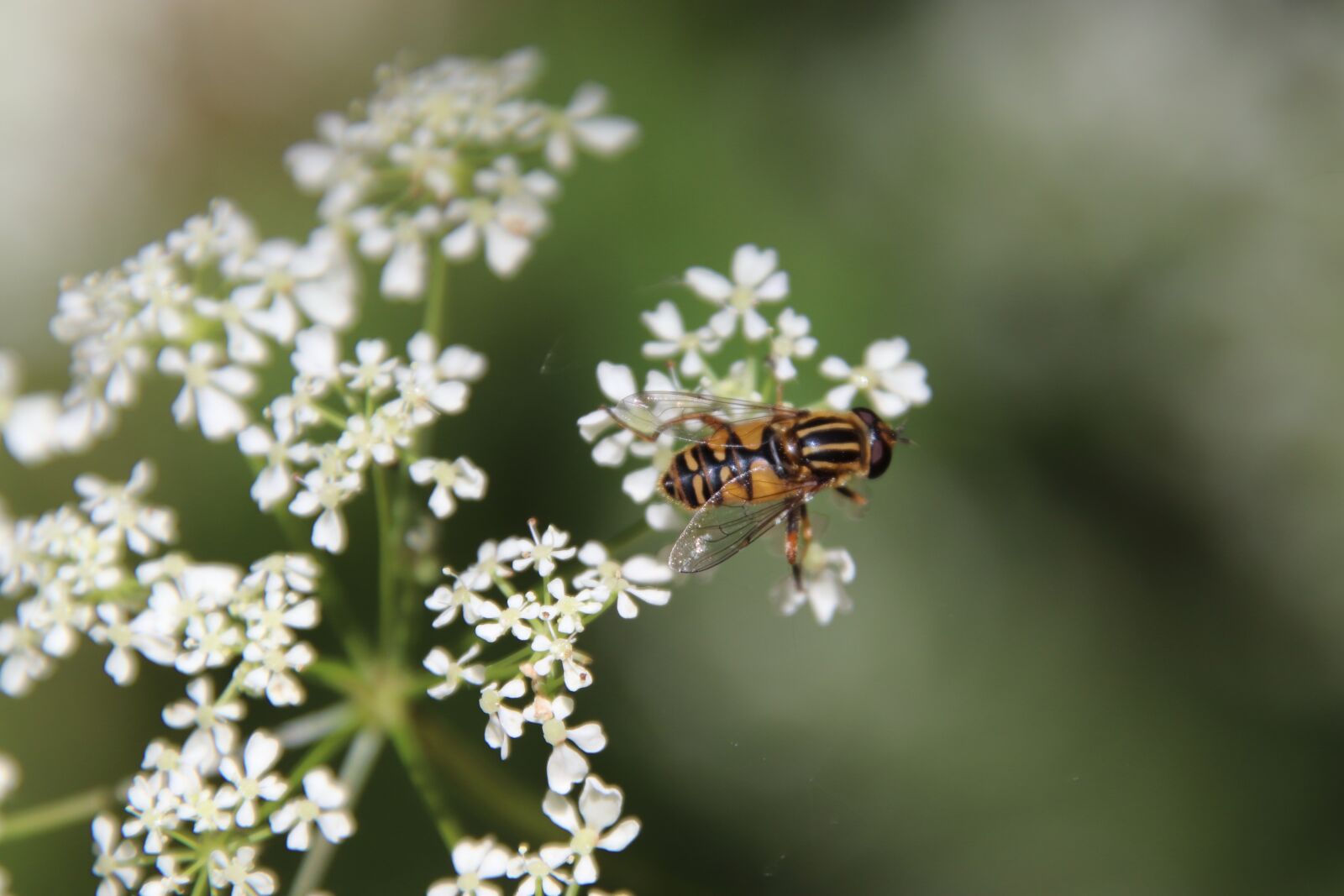 Canon EOS 800D (EOS Rebel T7i / EOS Kiss X9i) sample photo. Insect, flower, white photography
