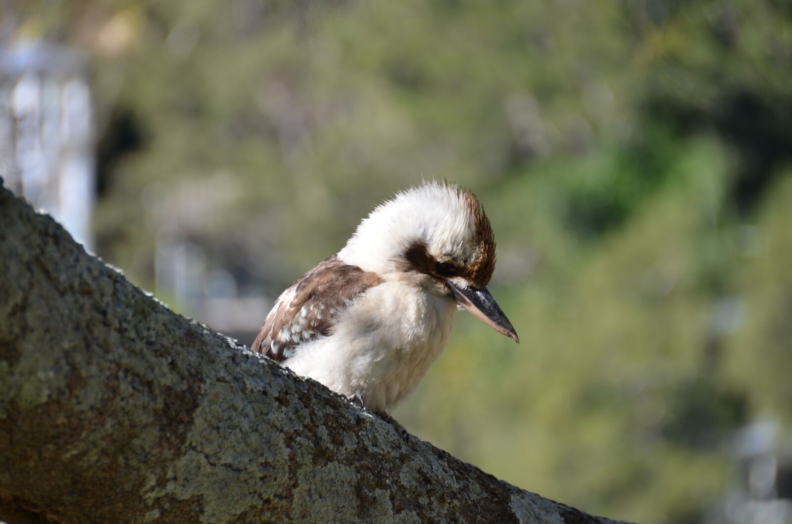 Nikon D7000 sample photo. Bird, wildlife, nature photography