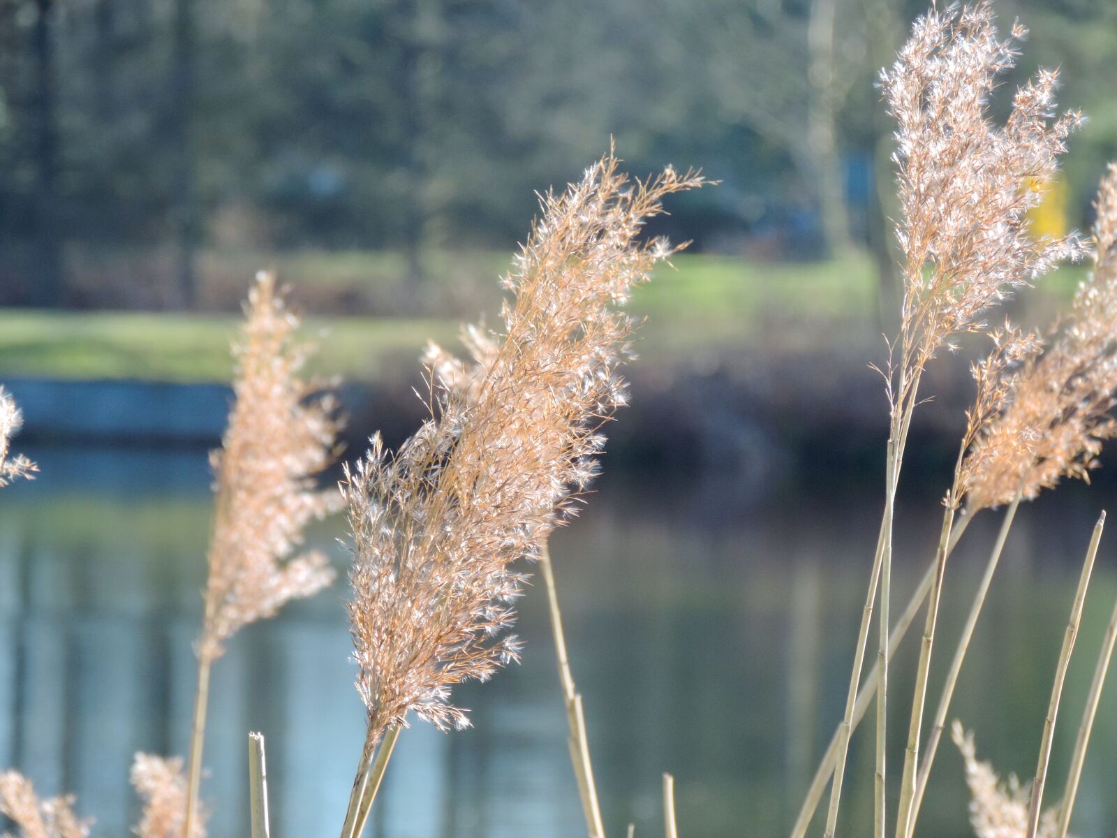 Nikon Coolpix P520 sample photo. Grasses, pond, grass photography