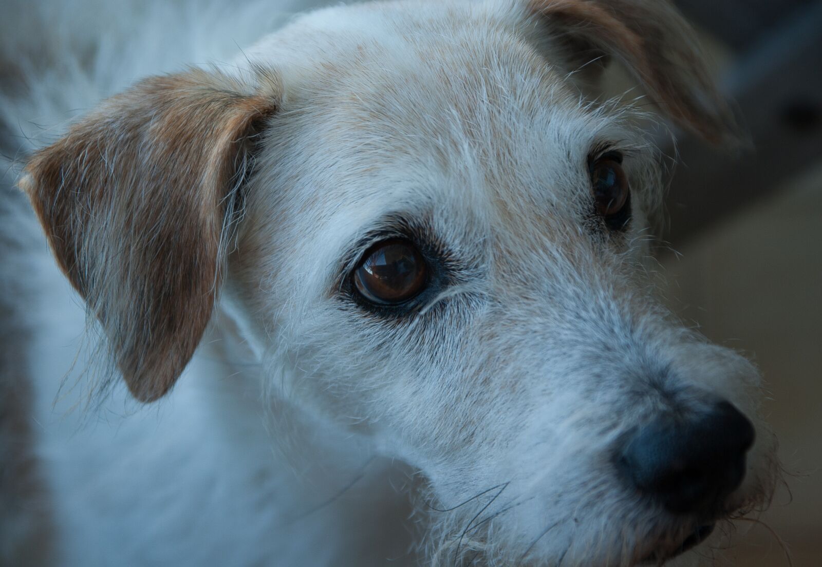 Pentax K10D sample photo. Dog, jack russel, old photography