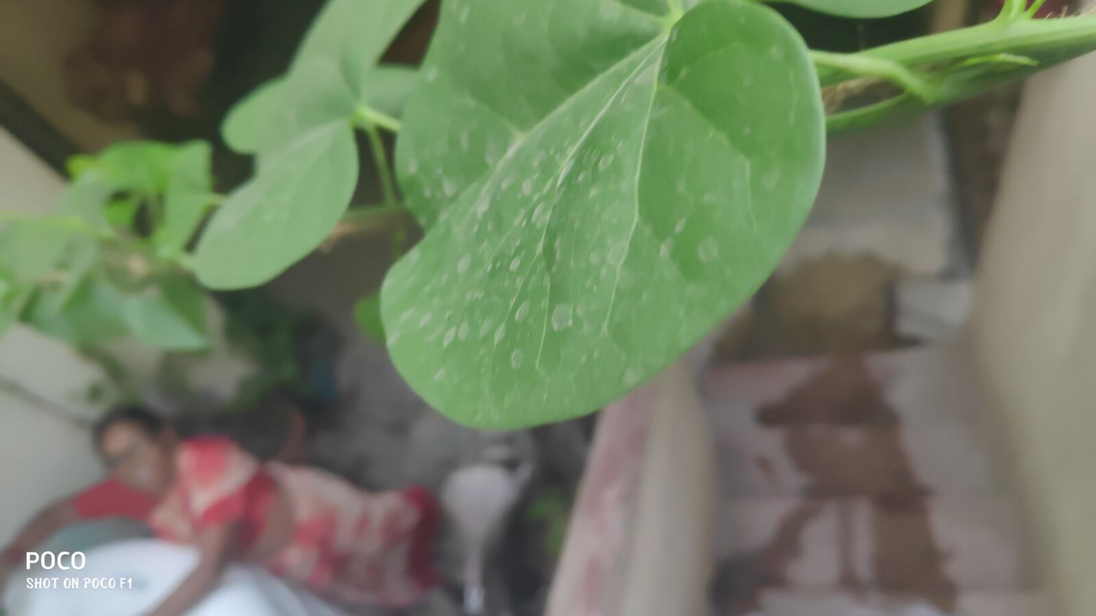 Xiaomi POCO F1 sample photo. Green, leaf, greenary photography