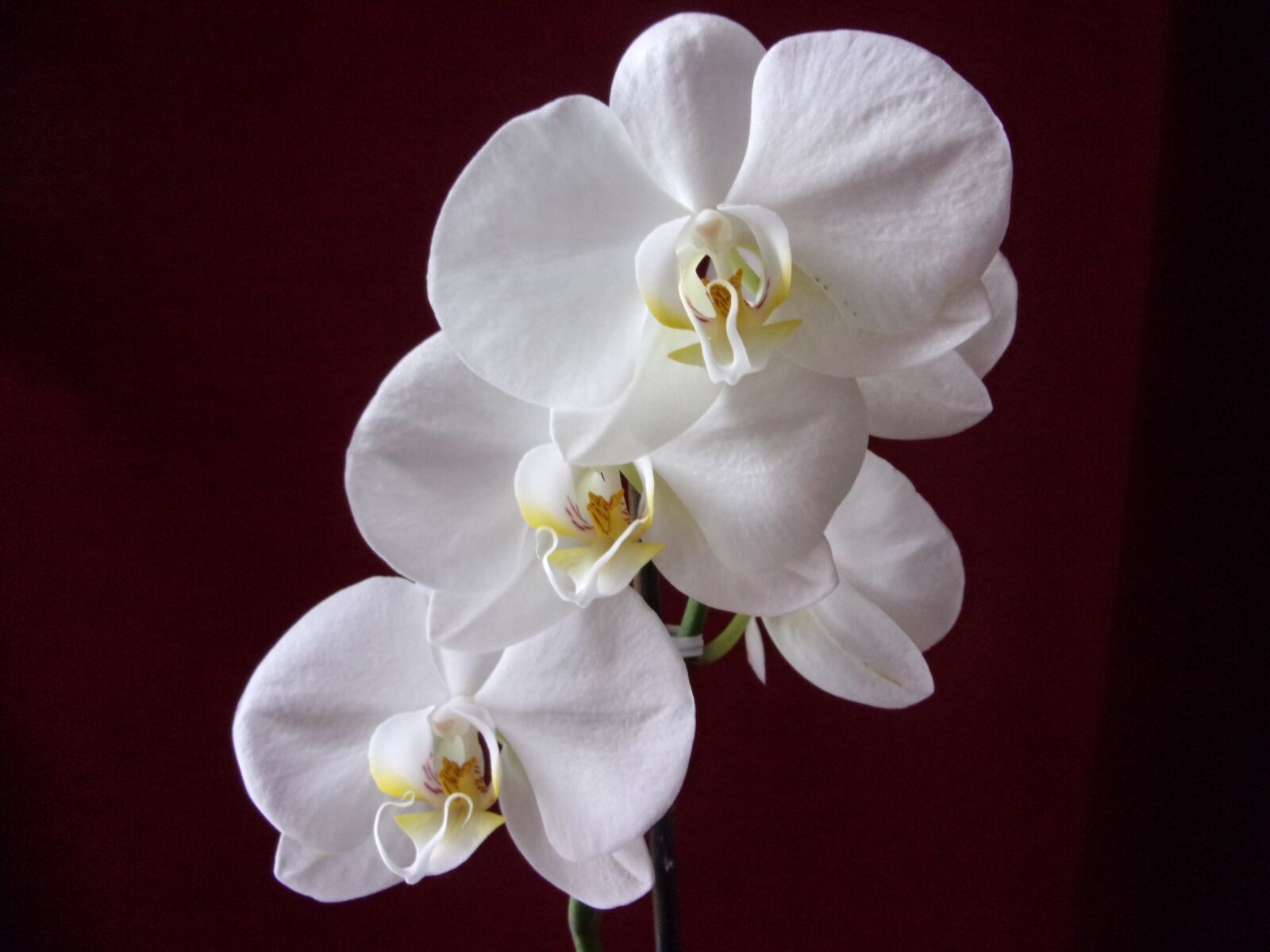 JK KODAK PIXPRO X53 sample photo. Orchid, flower, plants photography