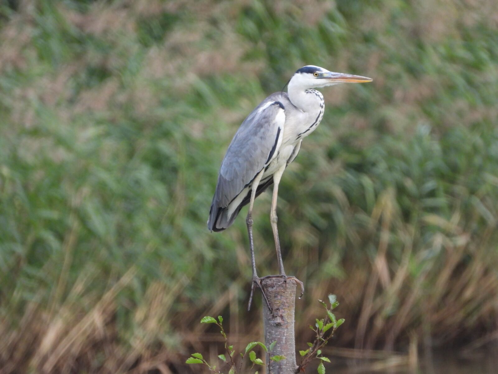 Nikon Coolpix P1000 sample photo. Heron, bird, gray photography