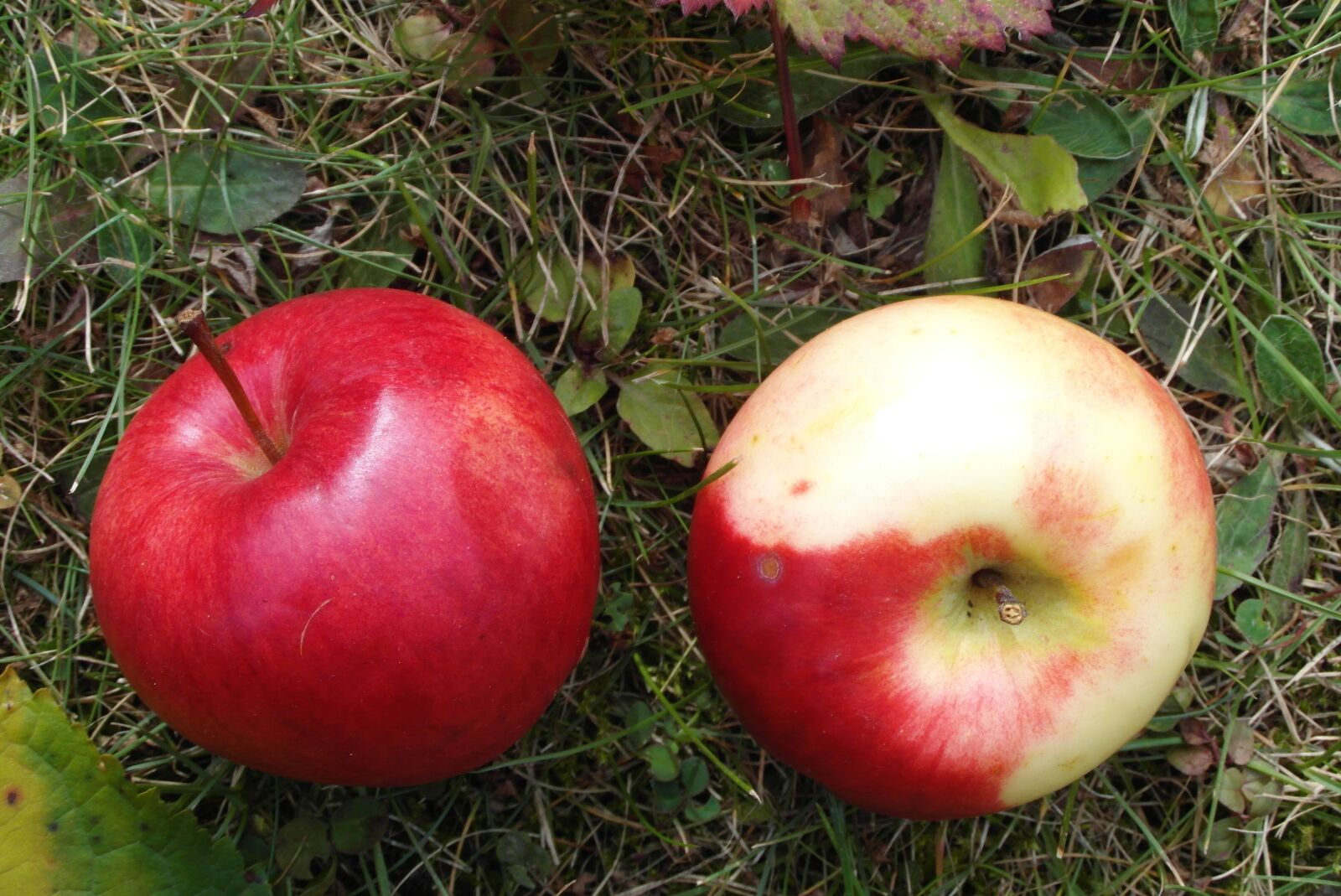 Samsung WB750 sample photo. Apples, mature, fruit photography