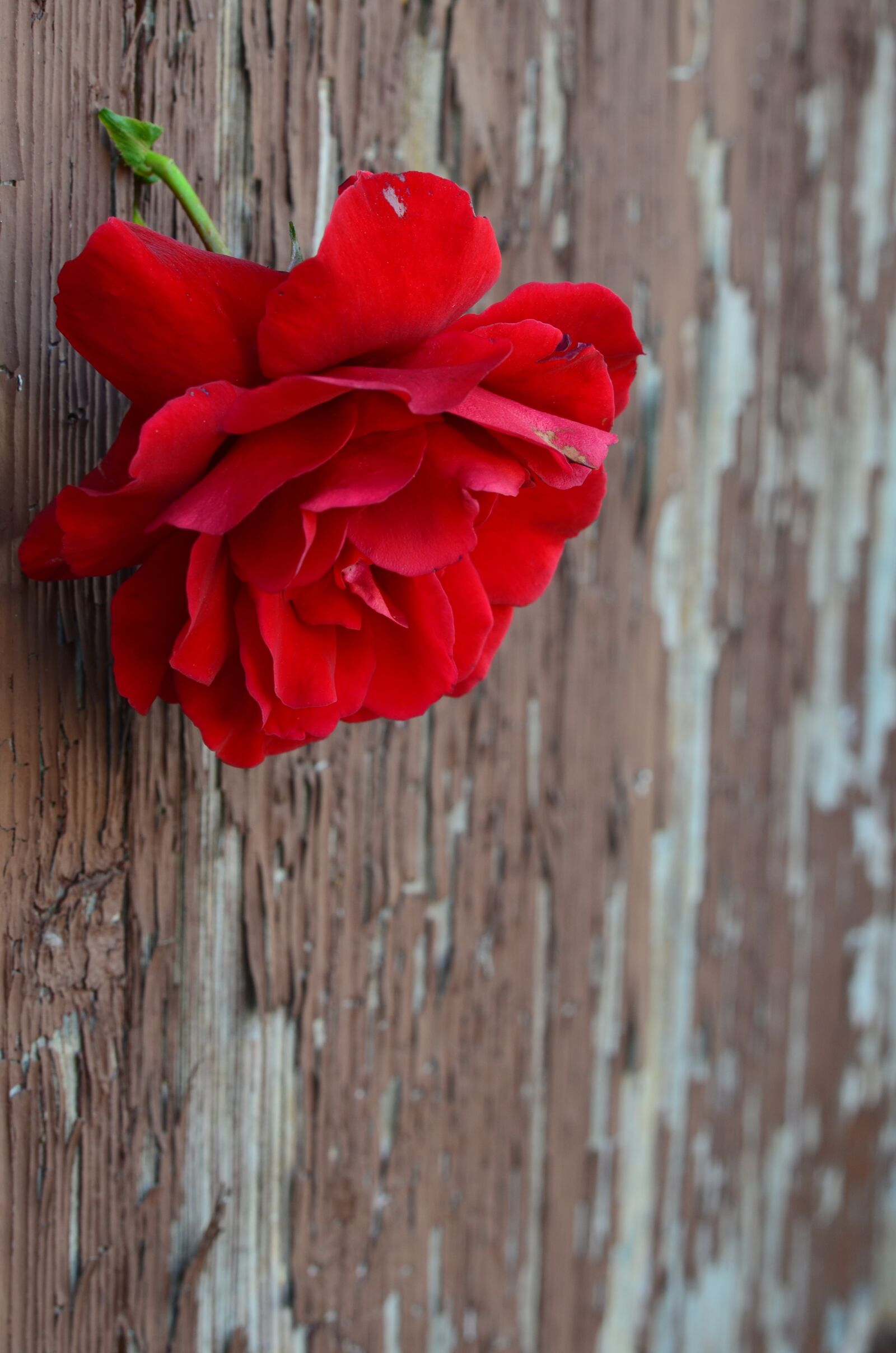 Nikon D5100 sample photo. Rose, door, flower photography