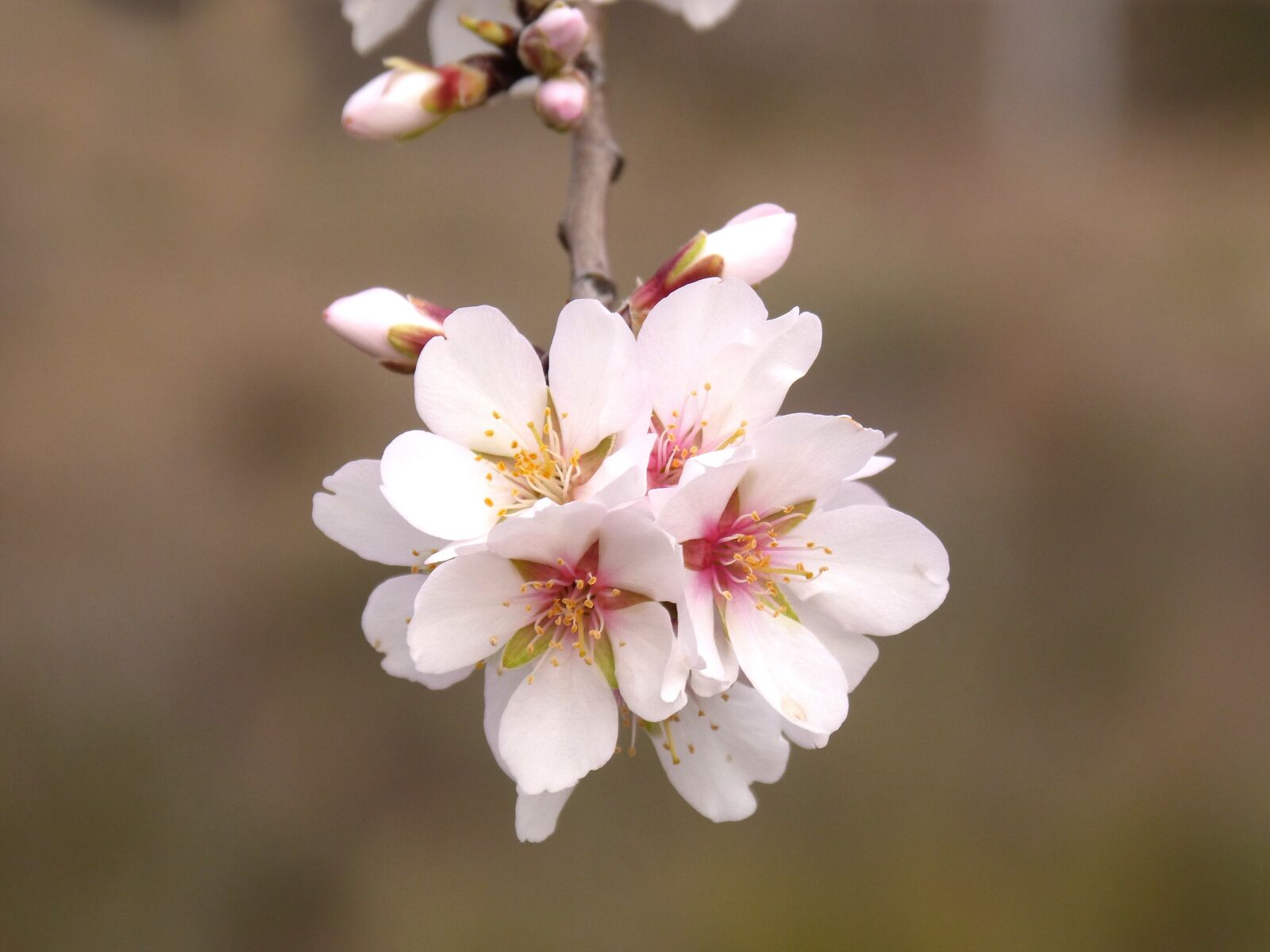 Panasonic DMC-FZ62 sample photo. Almond tree, flower, almond photography