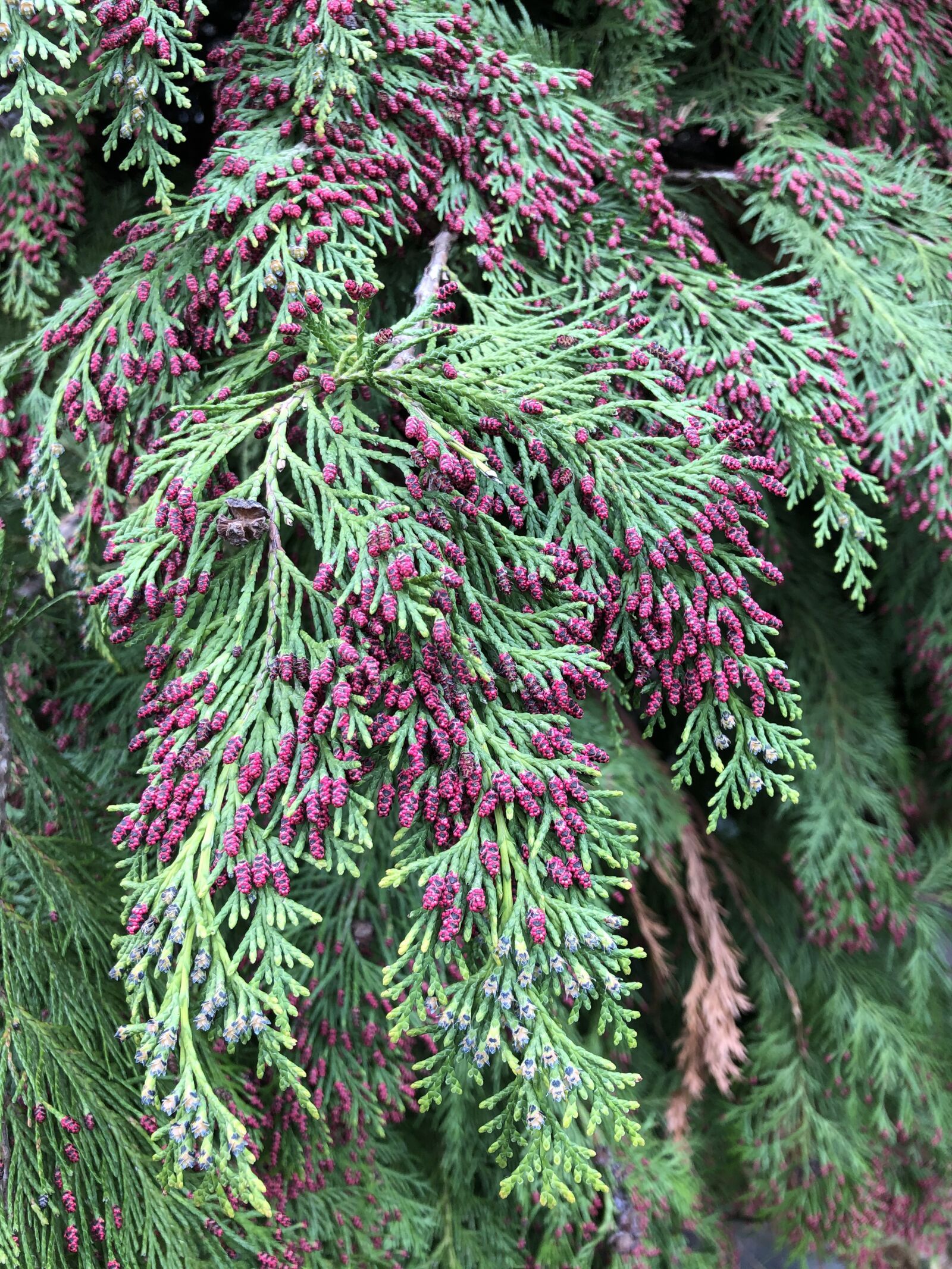 iPhone X back dual camera 4mm f/1.8 sample photo. Conifer, cypress, flowers photography