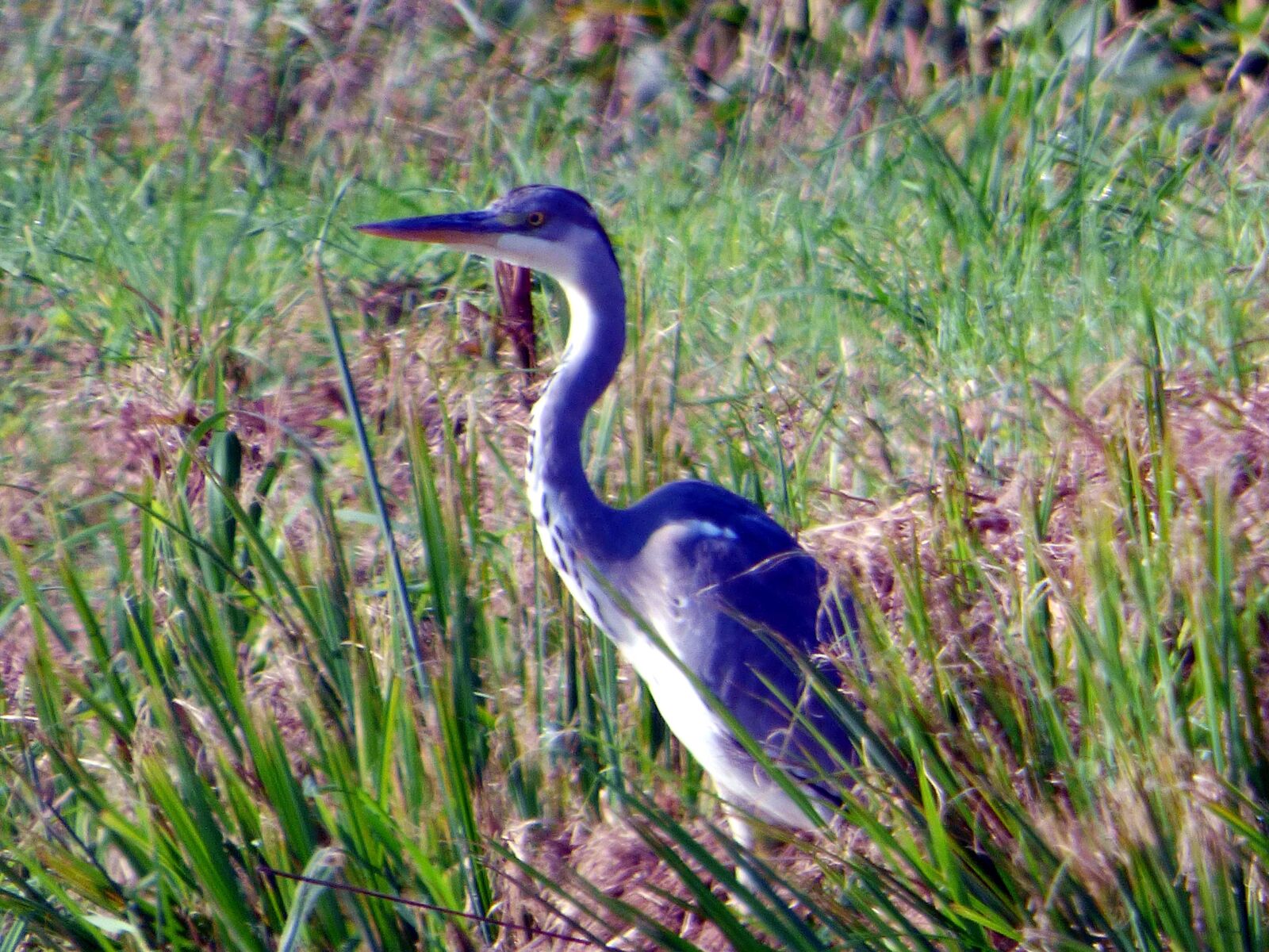 Panasonic DMC-FZ72 sample photo. Crane, bird, japan photography