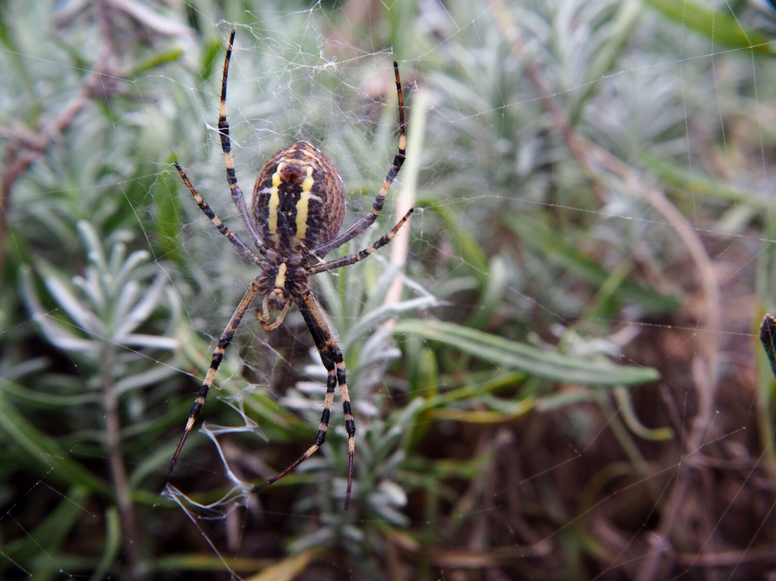 Olympus OM-D E-M10 sample photo. Spider, animal, garden photography