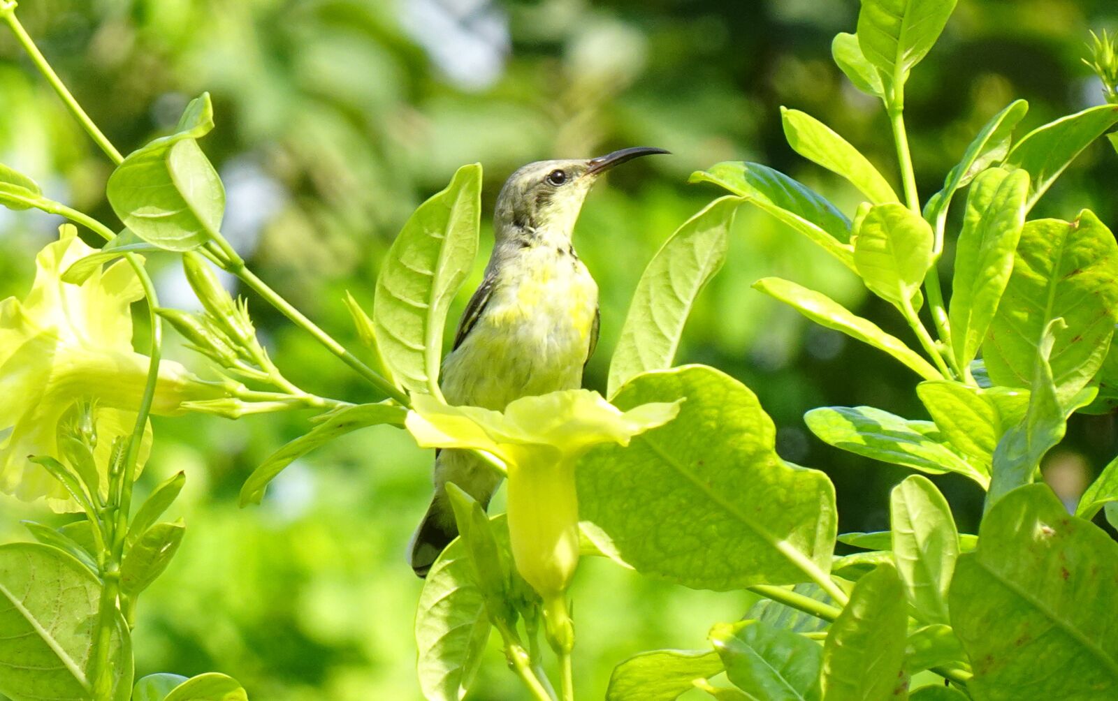 Sony DSC-WX800 sample photo. Nature, animal, bird photography