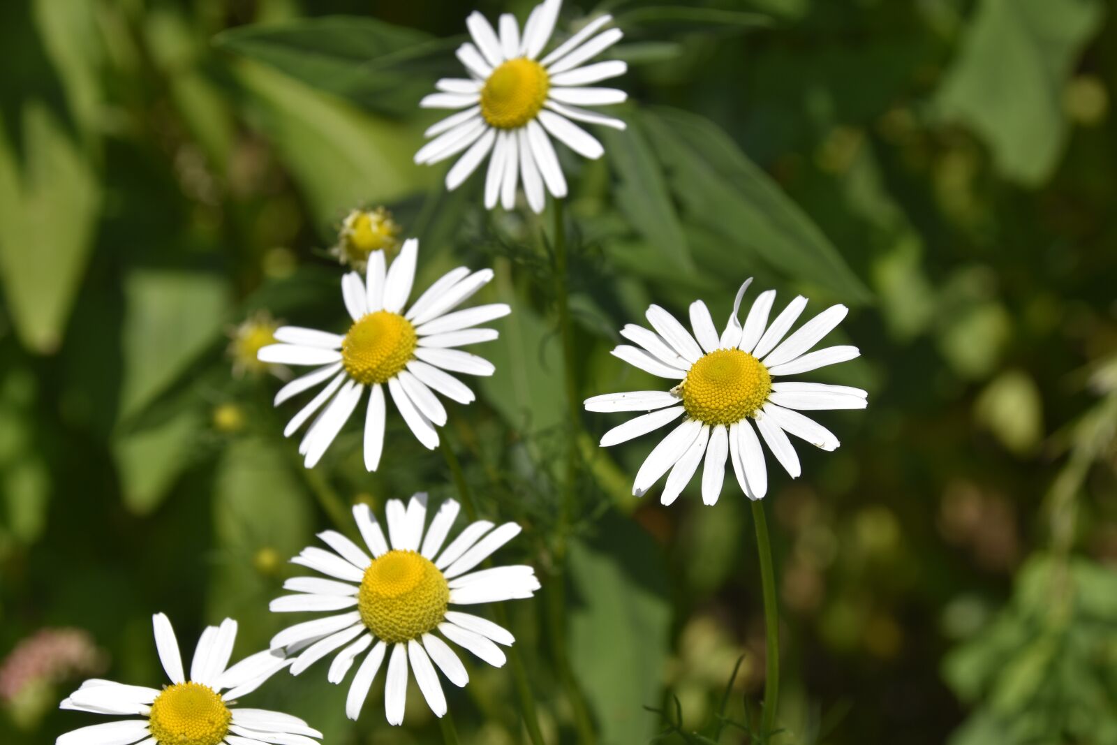 Nikon D5600 sample photo. Flower, flowers of the photography
