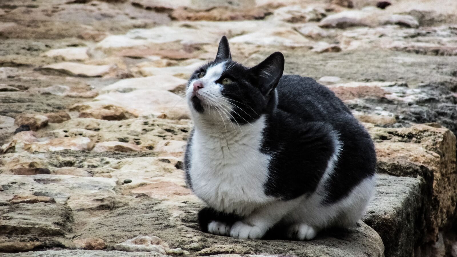 Canon PowerShot SX400 IS sample photo. Cat, stray, outdoor photography