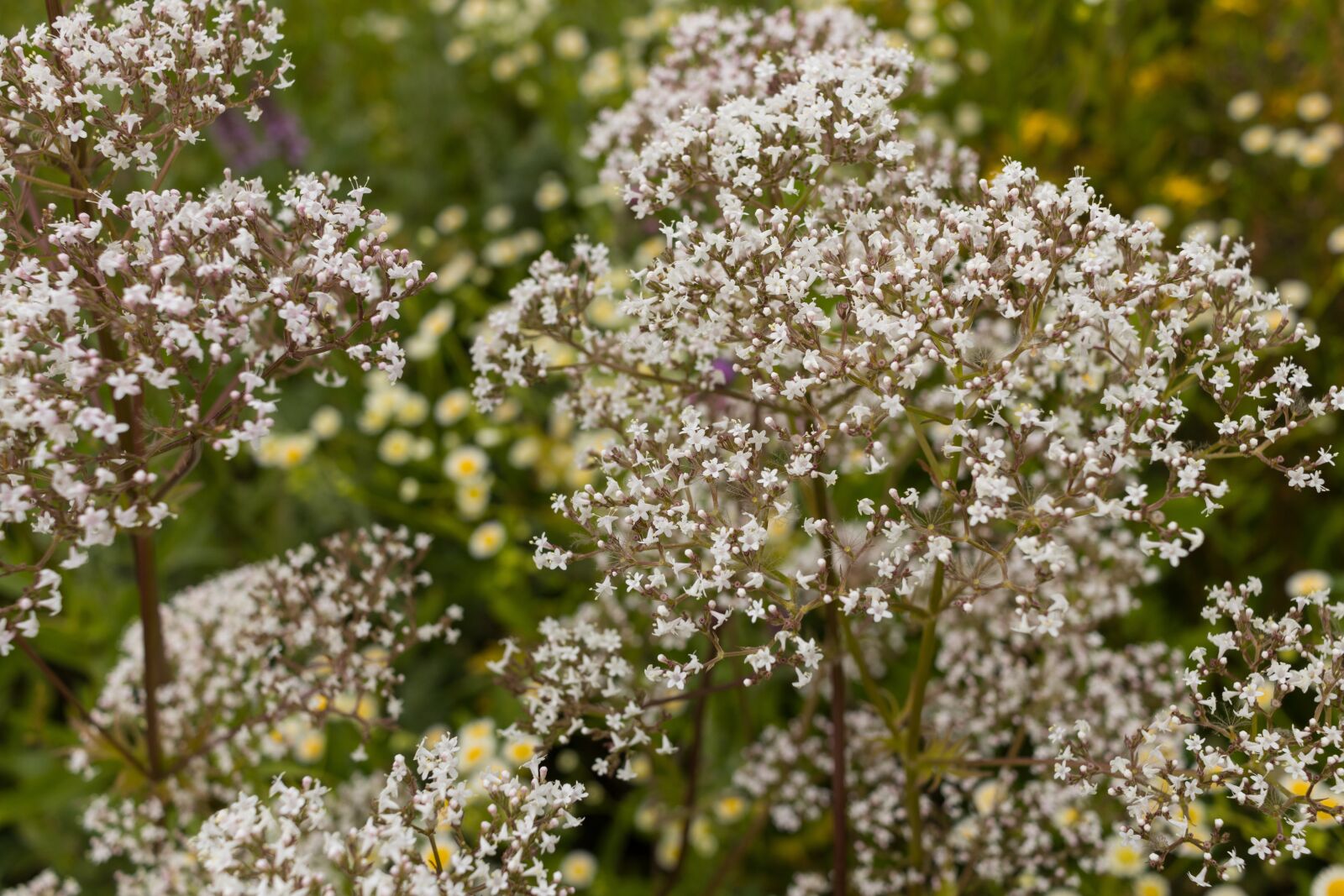 Canon EOS 80D sample photo. Valerian, flower, plant photography