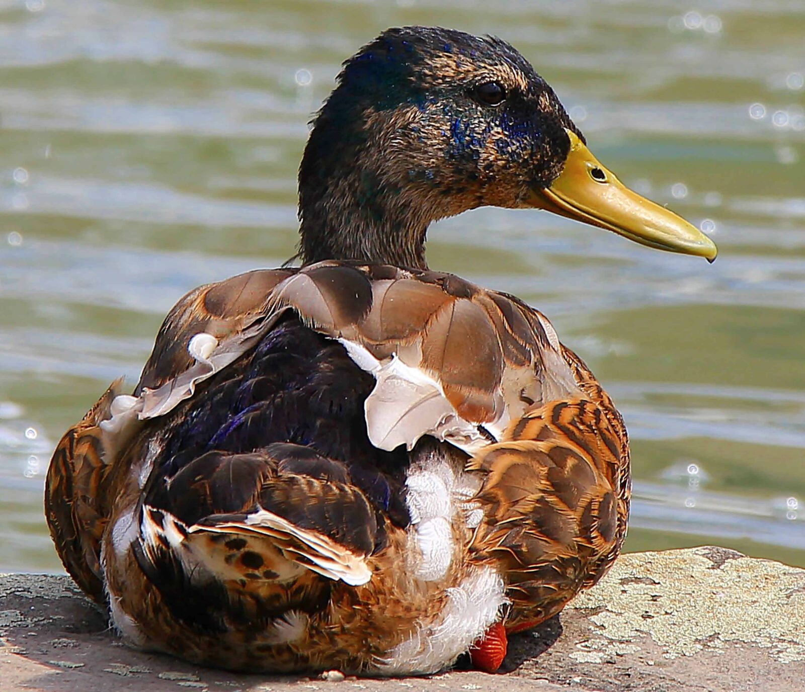 Canon EOS 550D (EOS Rebel T2i / EOS Kiss X4) sample photo. Wildlife, poultry, nature, bird photography