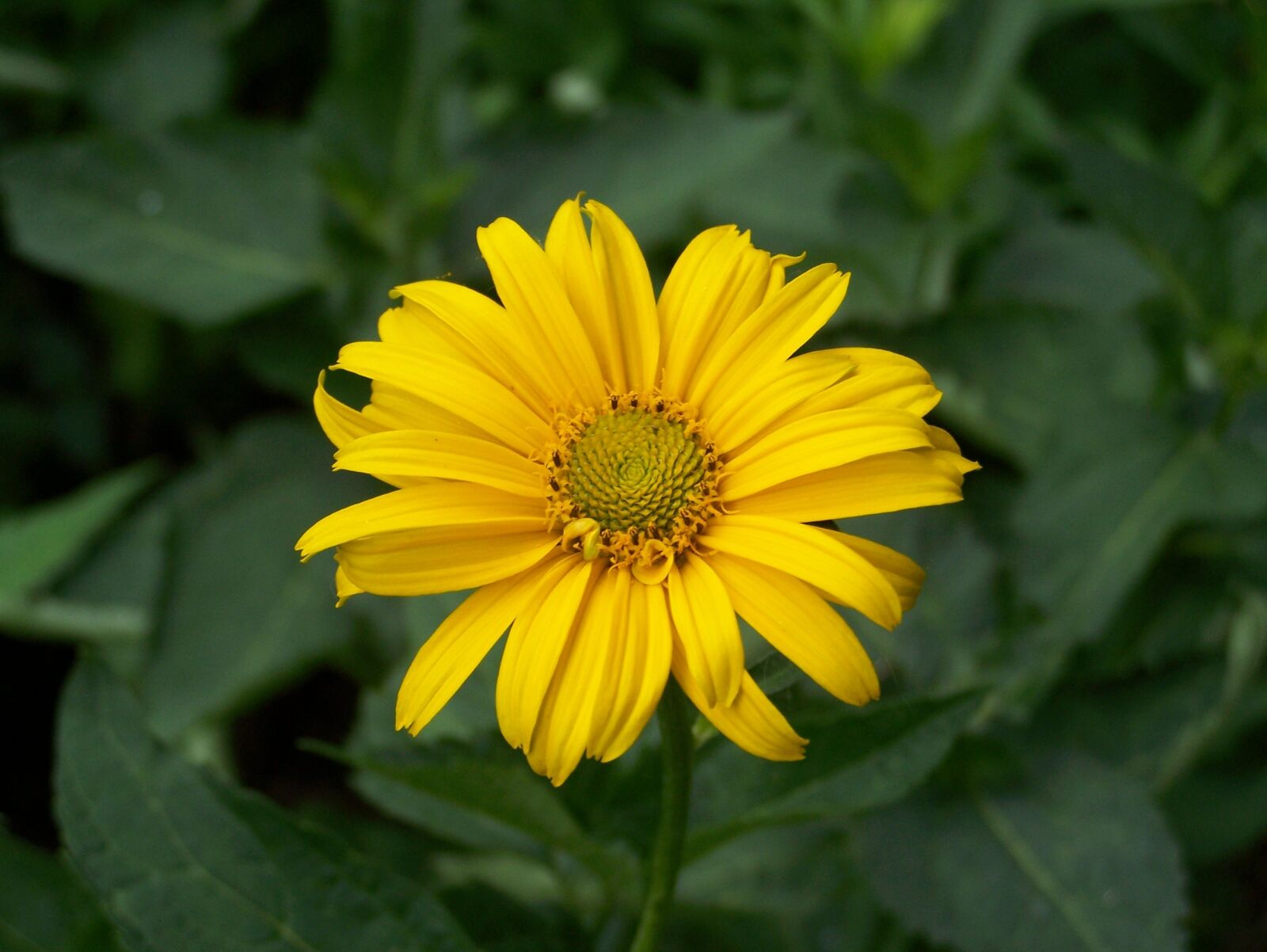 Kodak Z650 ZOOM DIGITAL CAMERA sample photo. Yellow, flower, nature photography