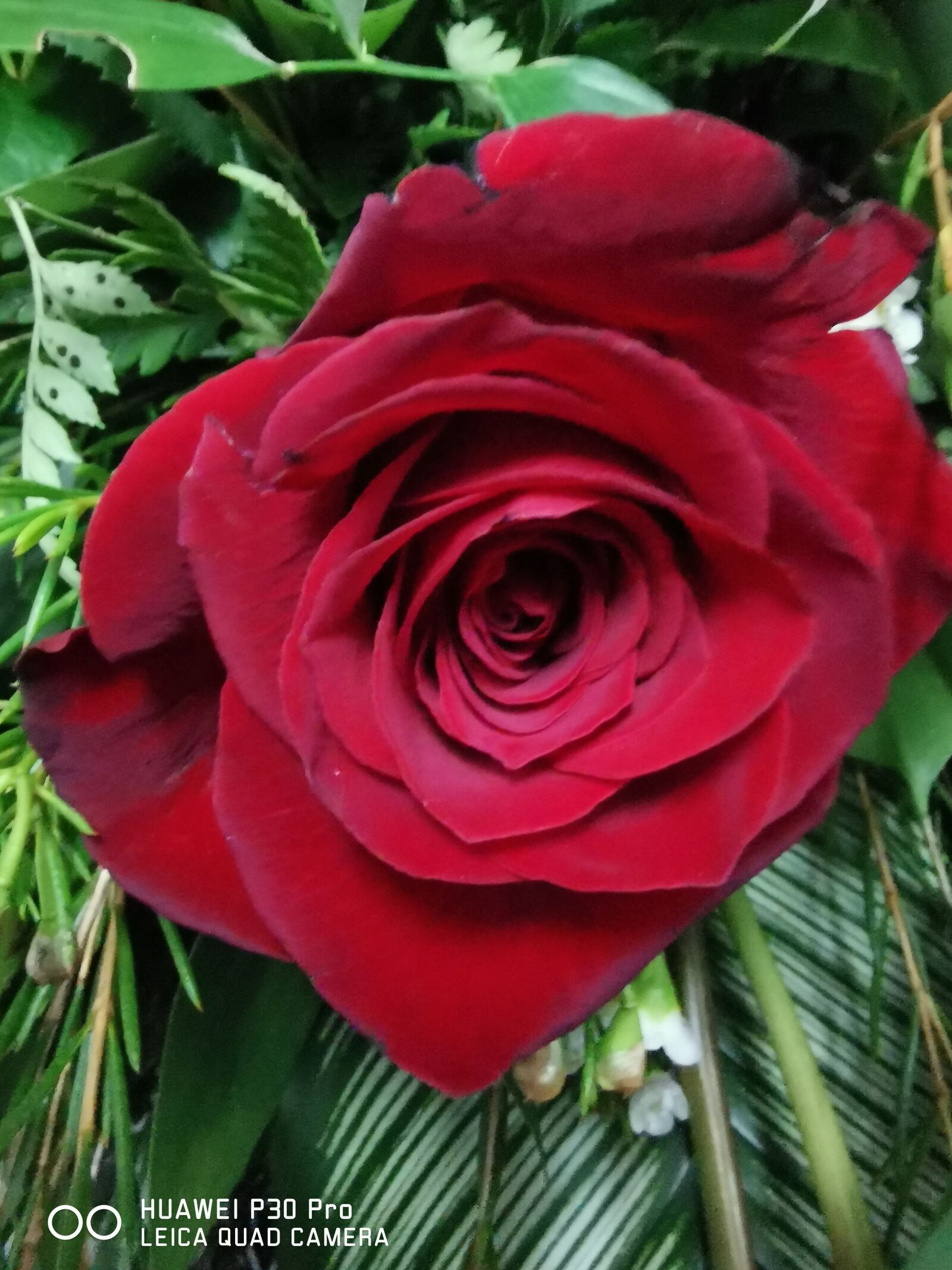 HUAWEI P30 Pro sample photo. Rose, rose rouge, rouge photography