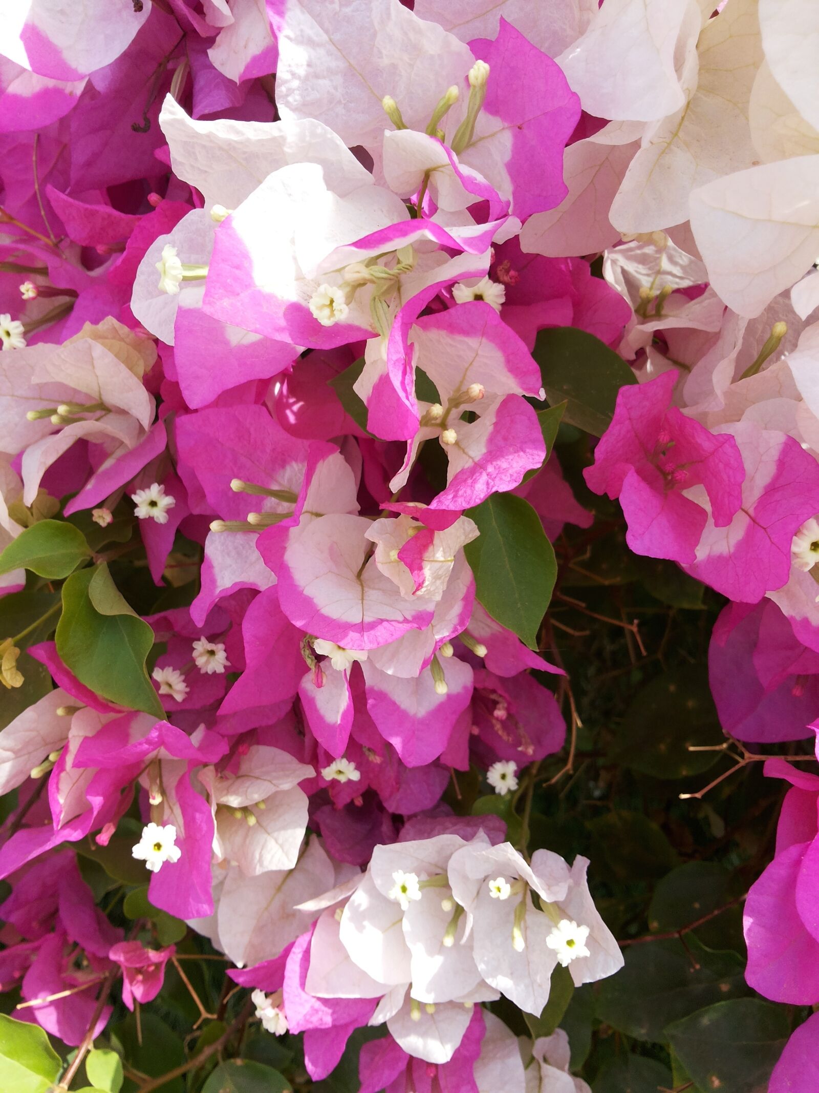 Samsung Galaxy Grand Duos sample photo. Bougainvillae, flower, pink photography