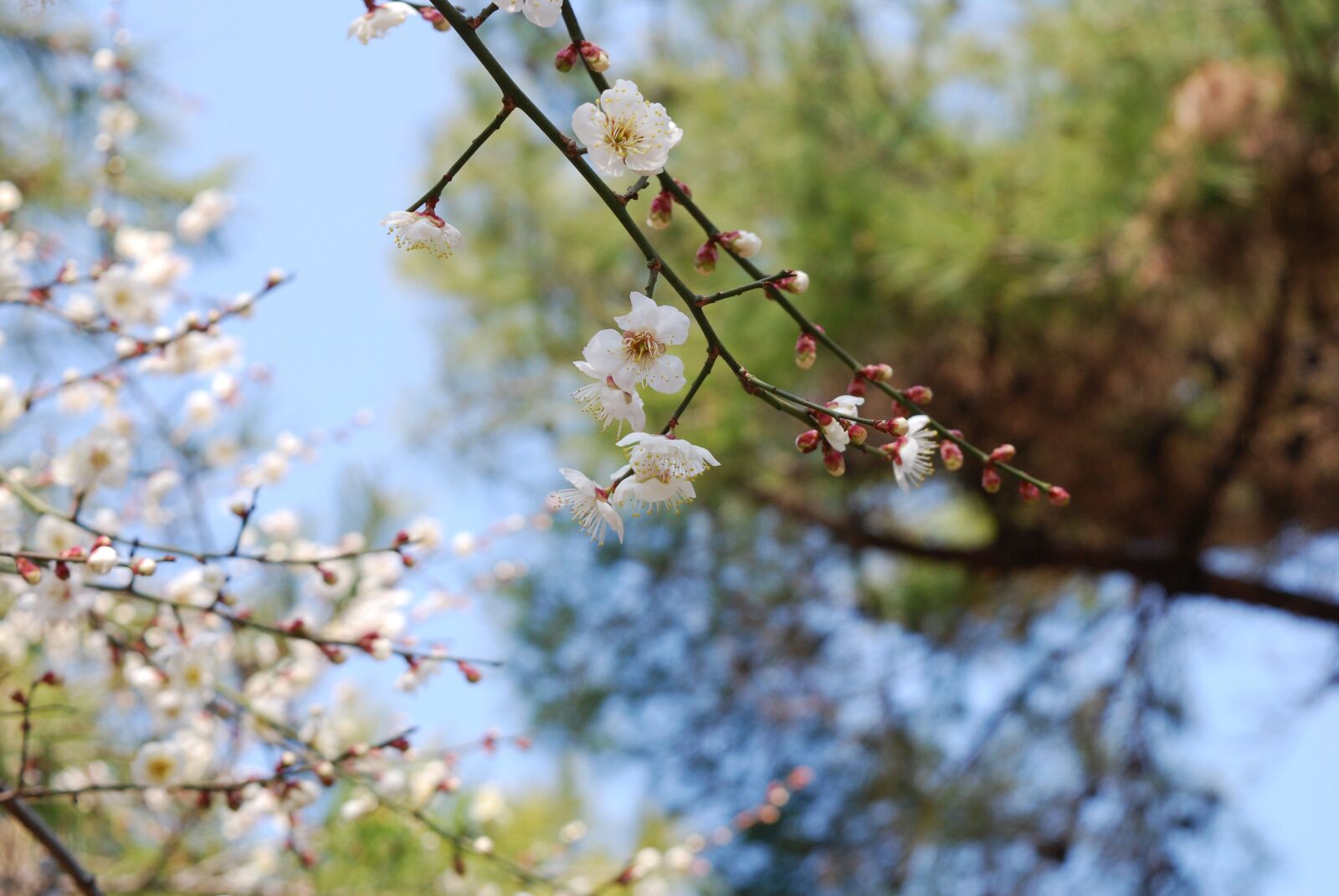 Nikon D80 sample photo. Plum, spring, beautiful photography