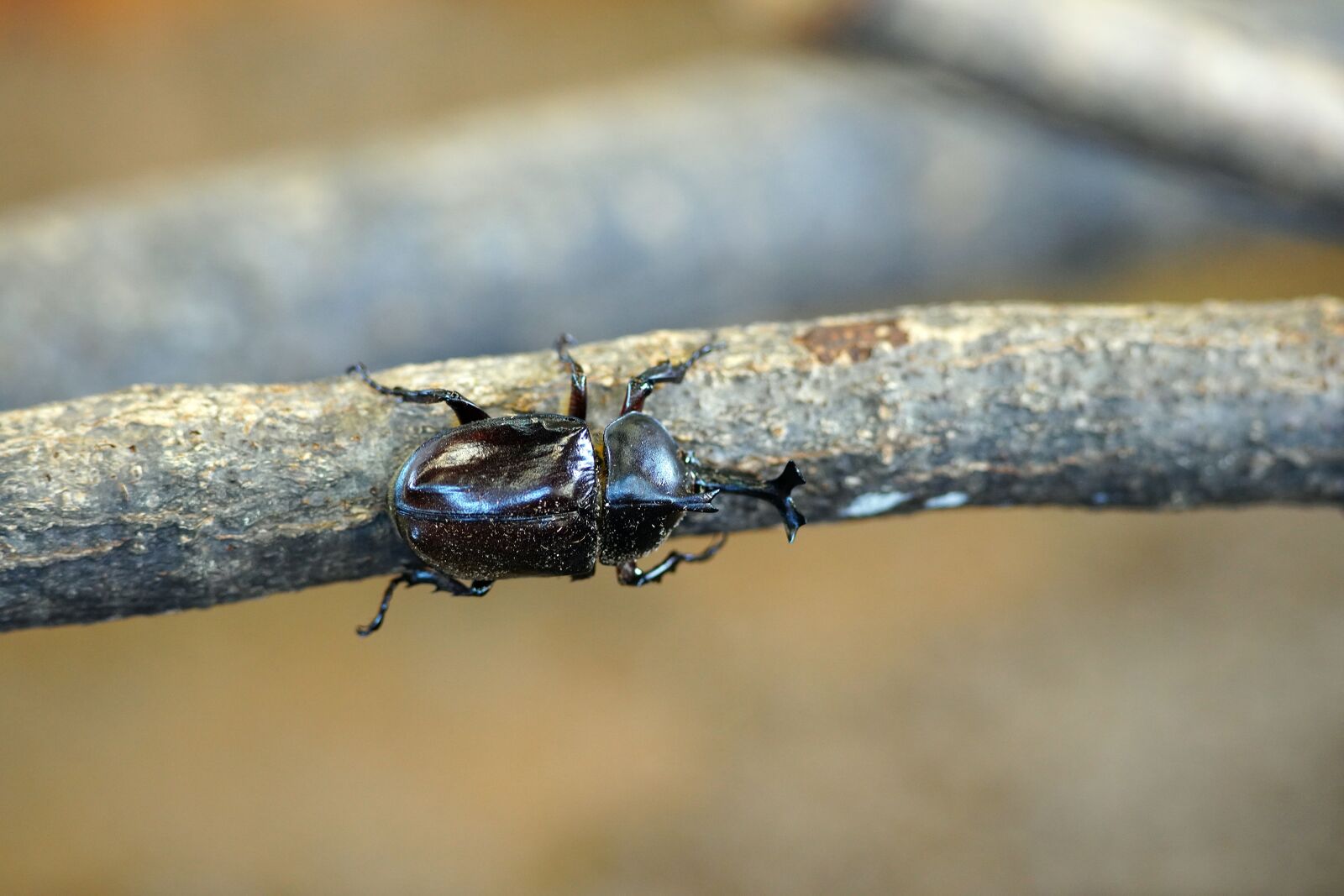 Canon EF 300mm F4L IS USM sample photo. Deerworm, insect, tree photography