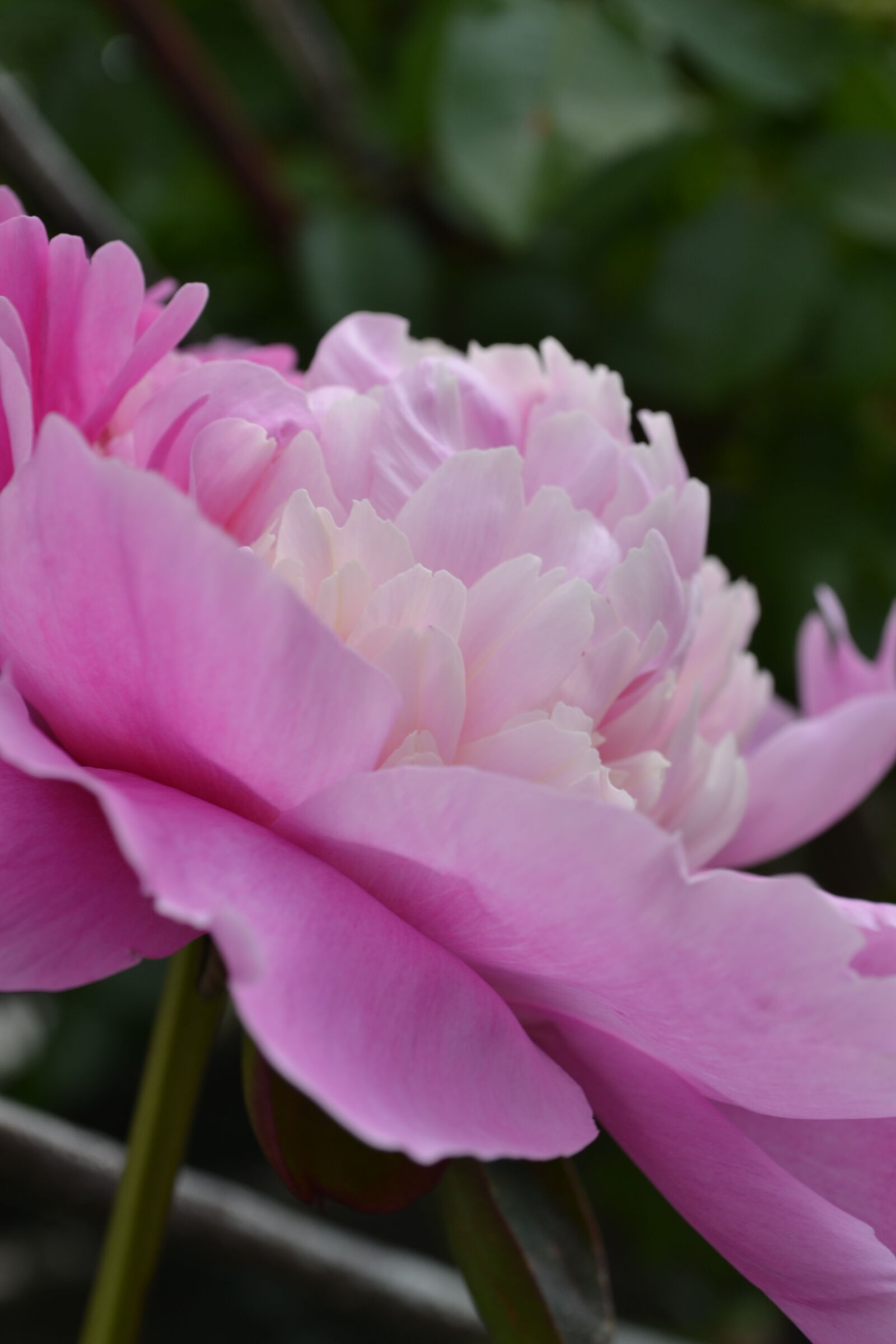 Nikon D3100 sample photo
