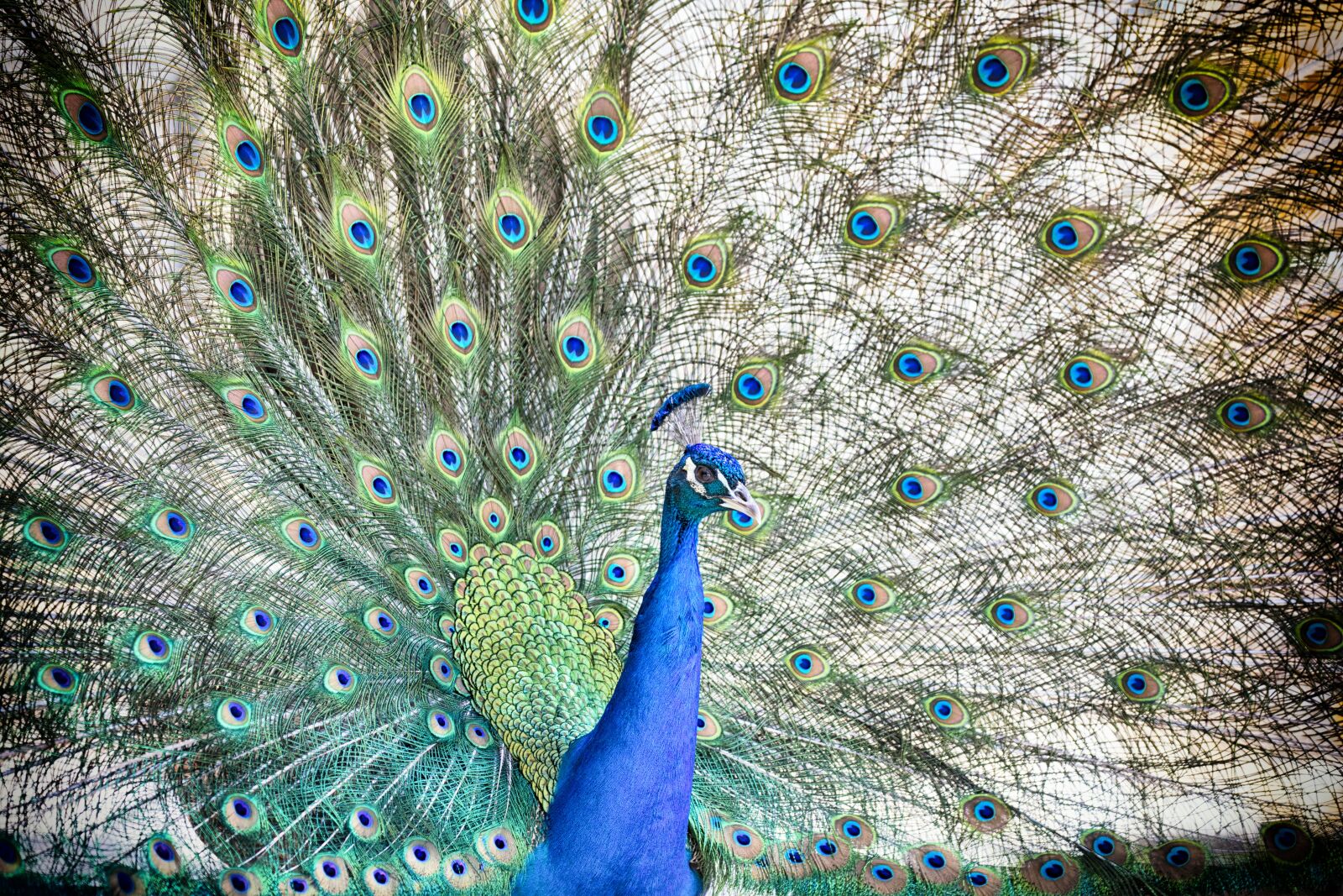 Canon EOS 5D Mark IV sample photo. Peacock, bird, colorful photography