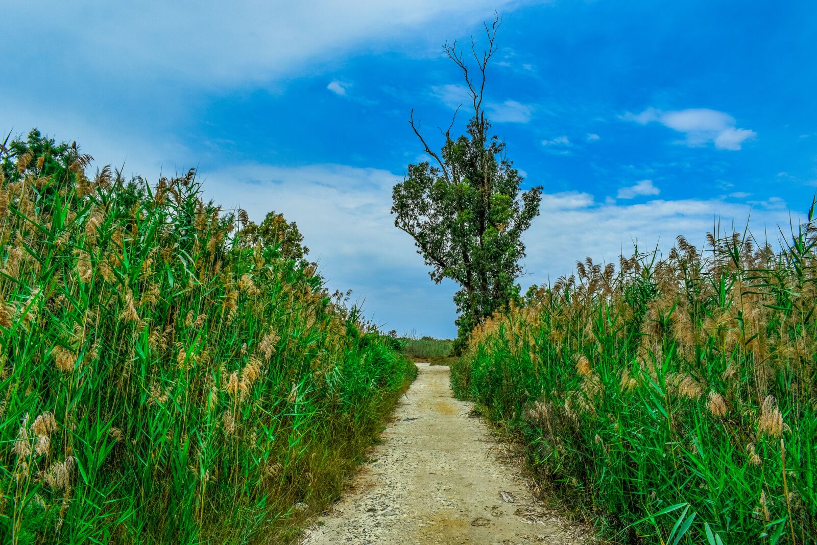 Nikon D3300 sample photo. Swamp, path, tree photography