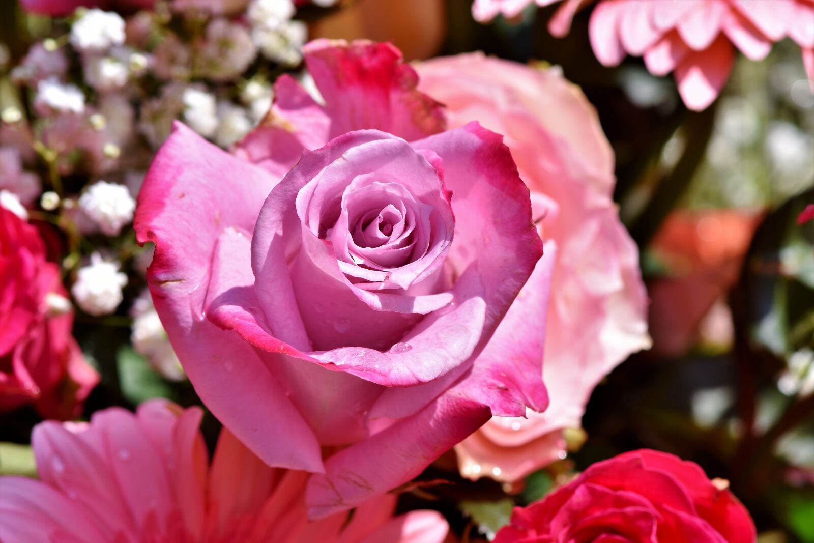 Nikon D7200 sample photo. Rose, rose bloom, blossom photography
