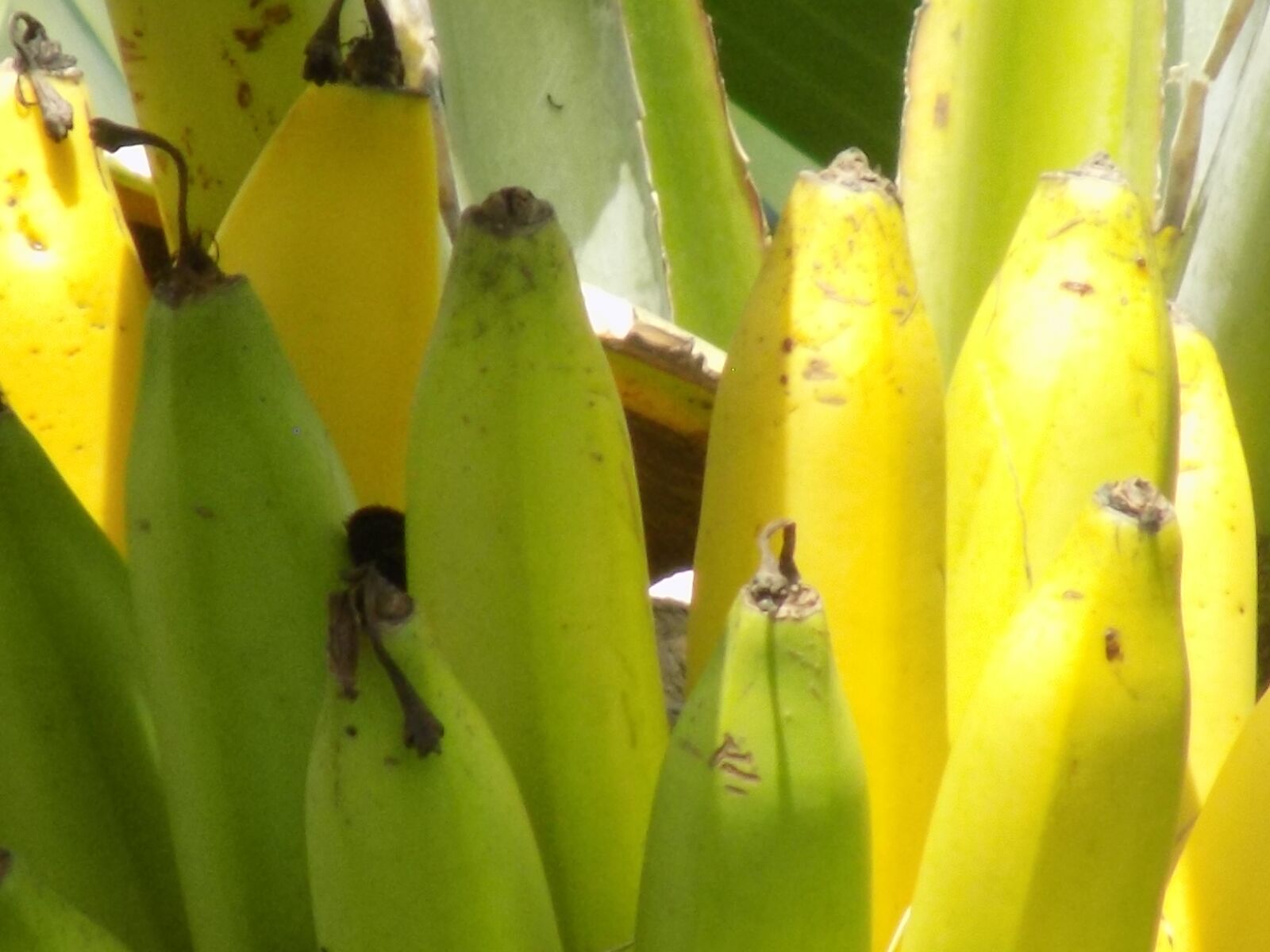 Nikon COOLPIX L340 sample photo. Banana tree, fruit, banana photography