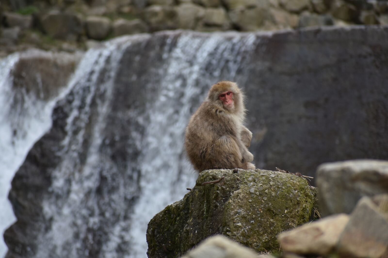 Nikon D7200 sample photo. Animal, monkey, baby japanese photography