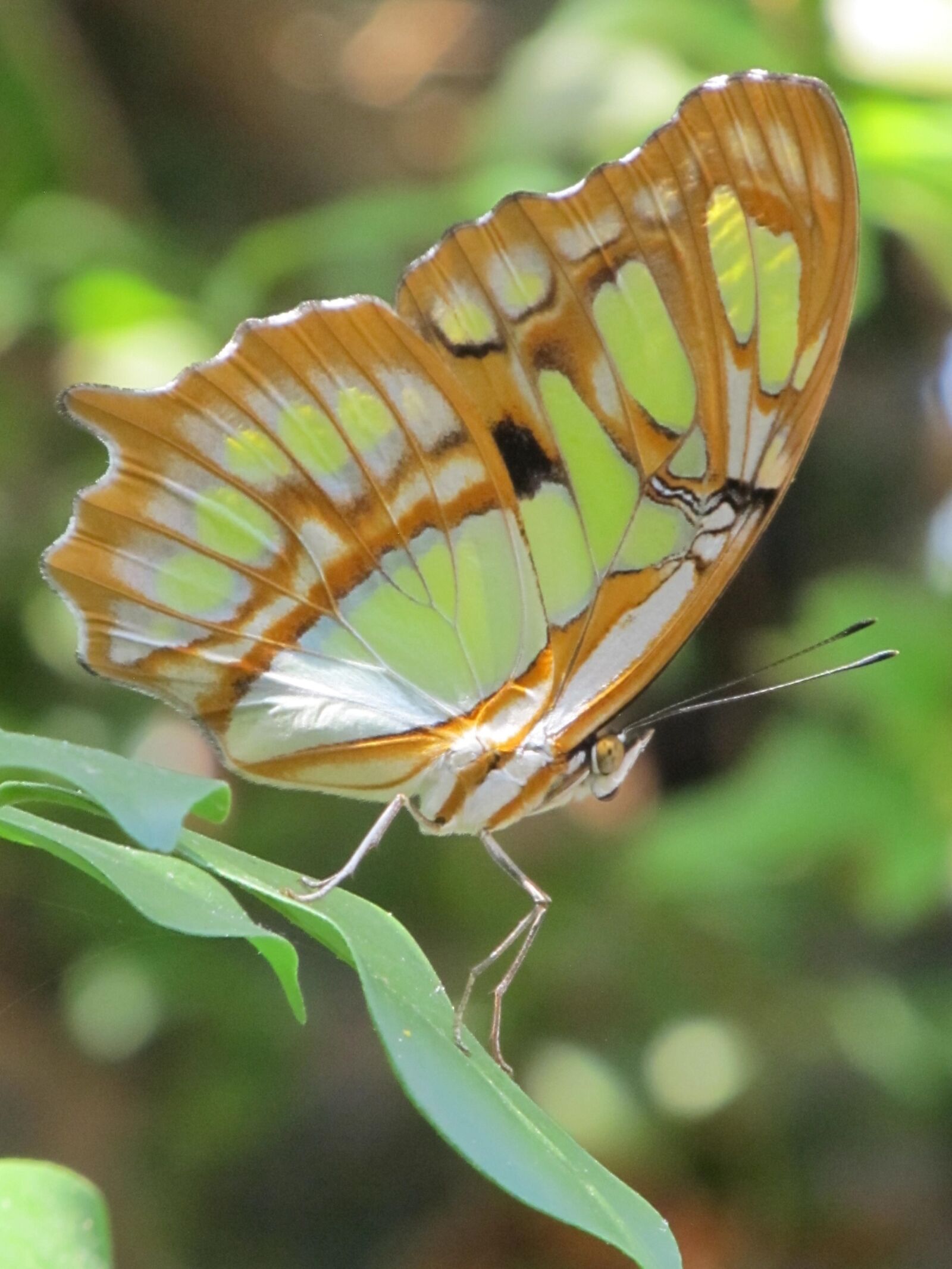 Canon PowerShot SX130 IS sample photo. Butterfly, colorful, macro photography