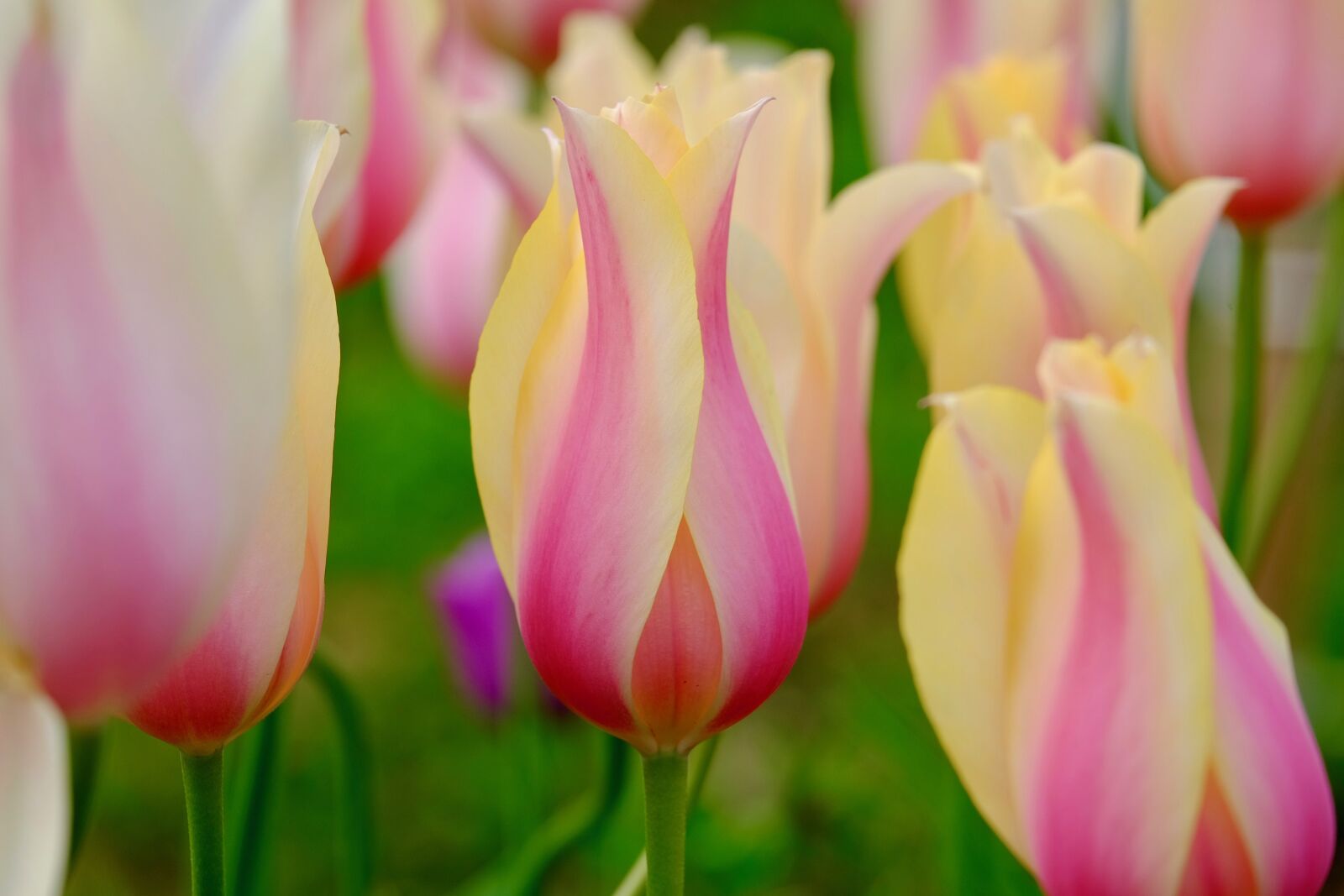 Fujifilm XF 55-200mm F3.5-4.8 R LM OIS sample photo. Tulips, flowers, spring photography