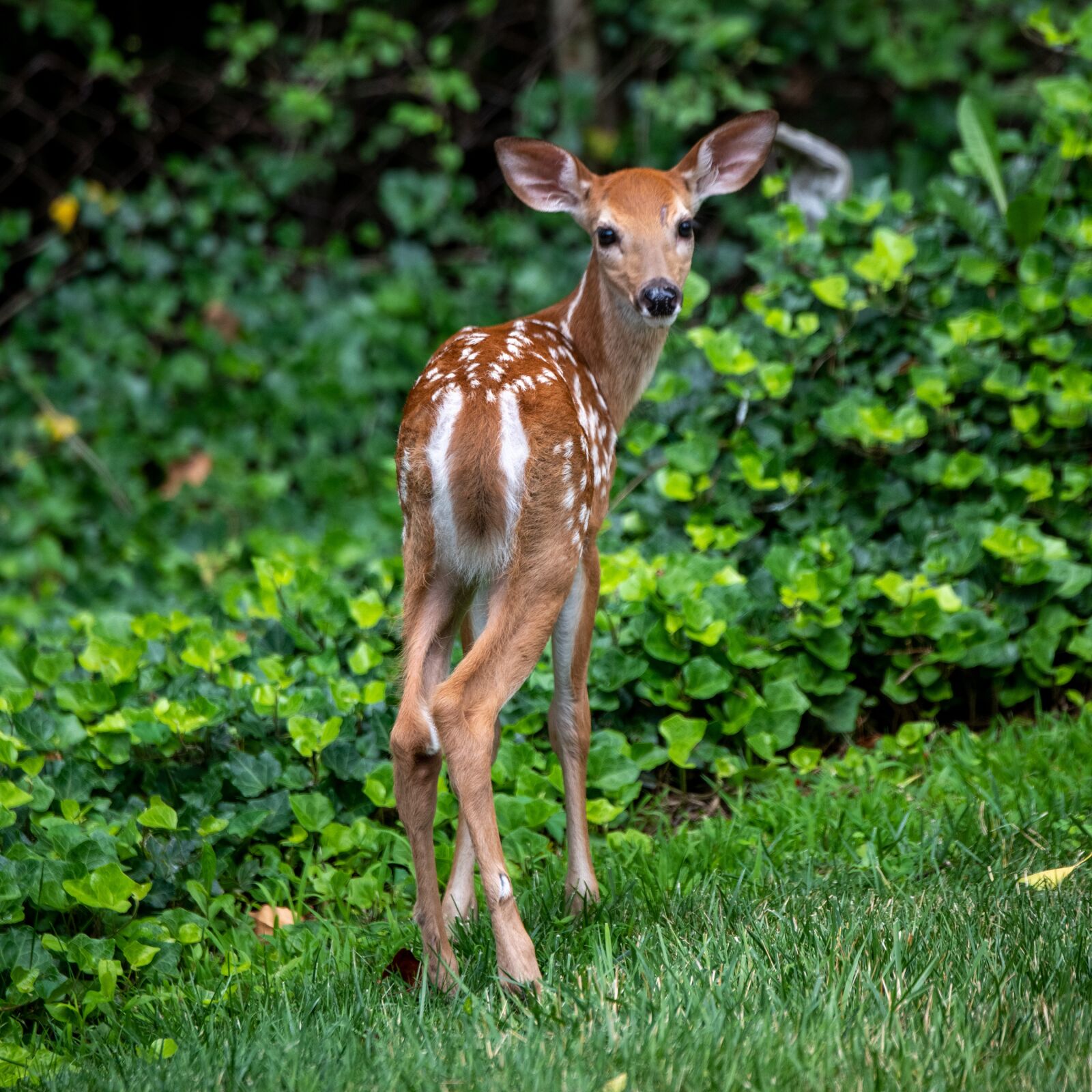 Nikon D850 sample photo. Deer, fawn, whitetail photography