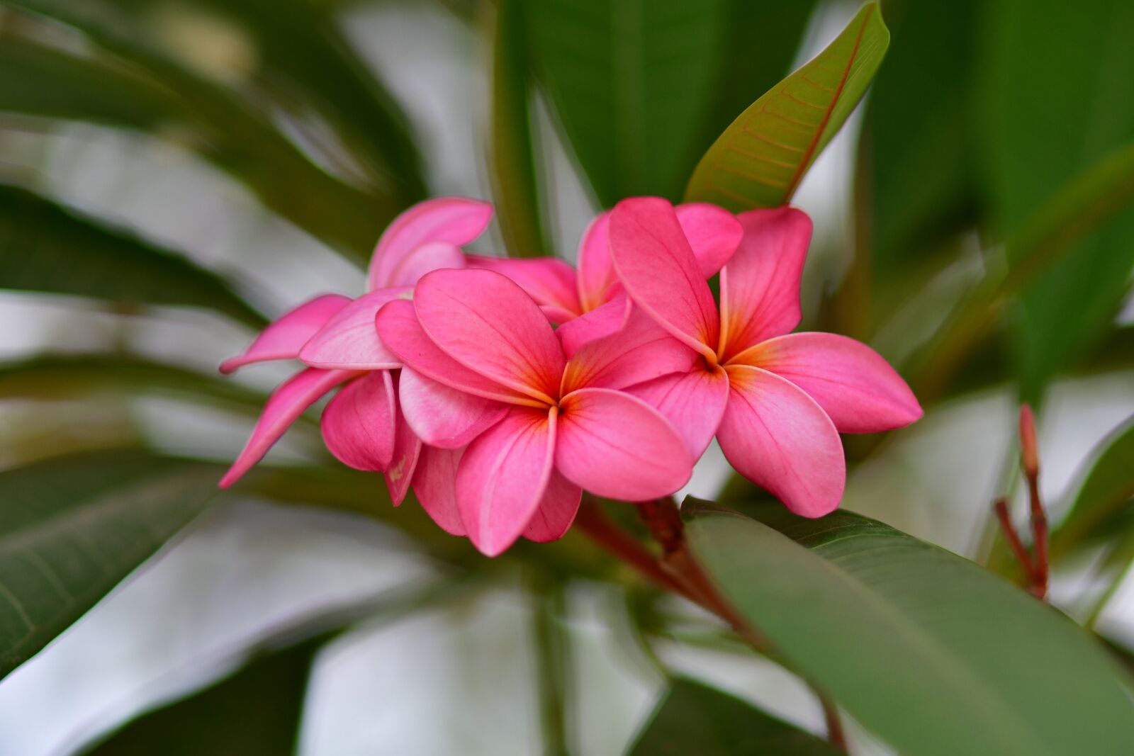 Nikon D500 sample photo. Frangipani, pink plumeria, bouquet photography