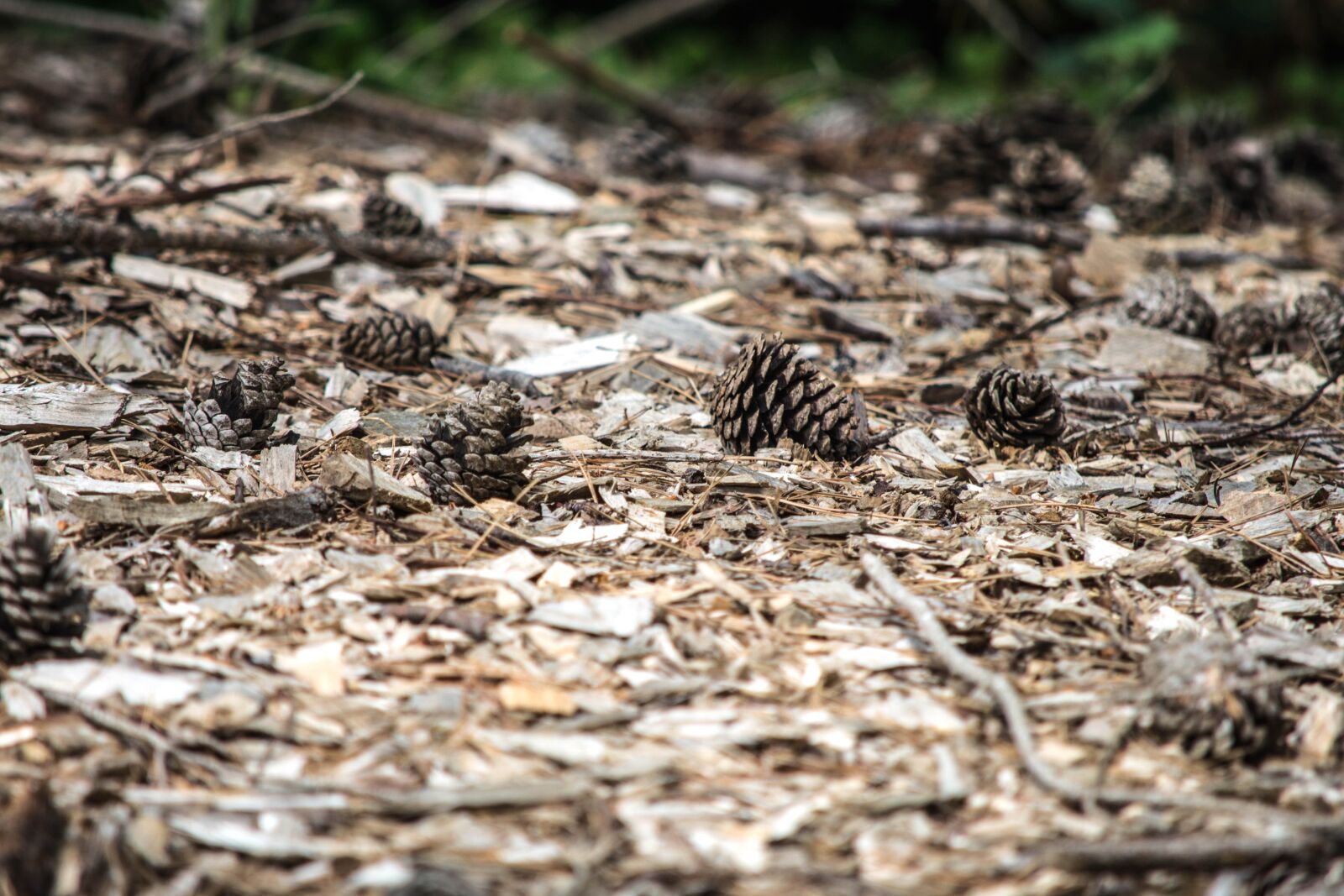 Nikon D5200 sample photo. Pine tree, seed, nature photography