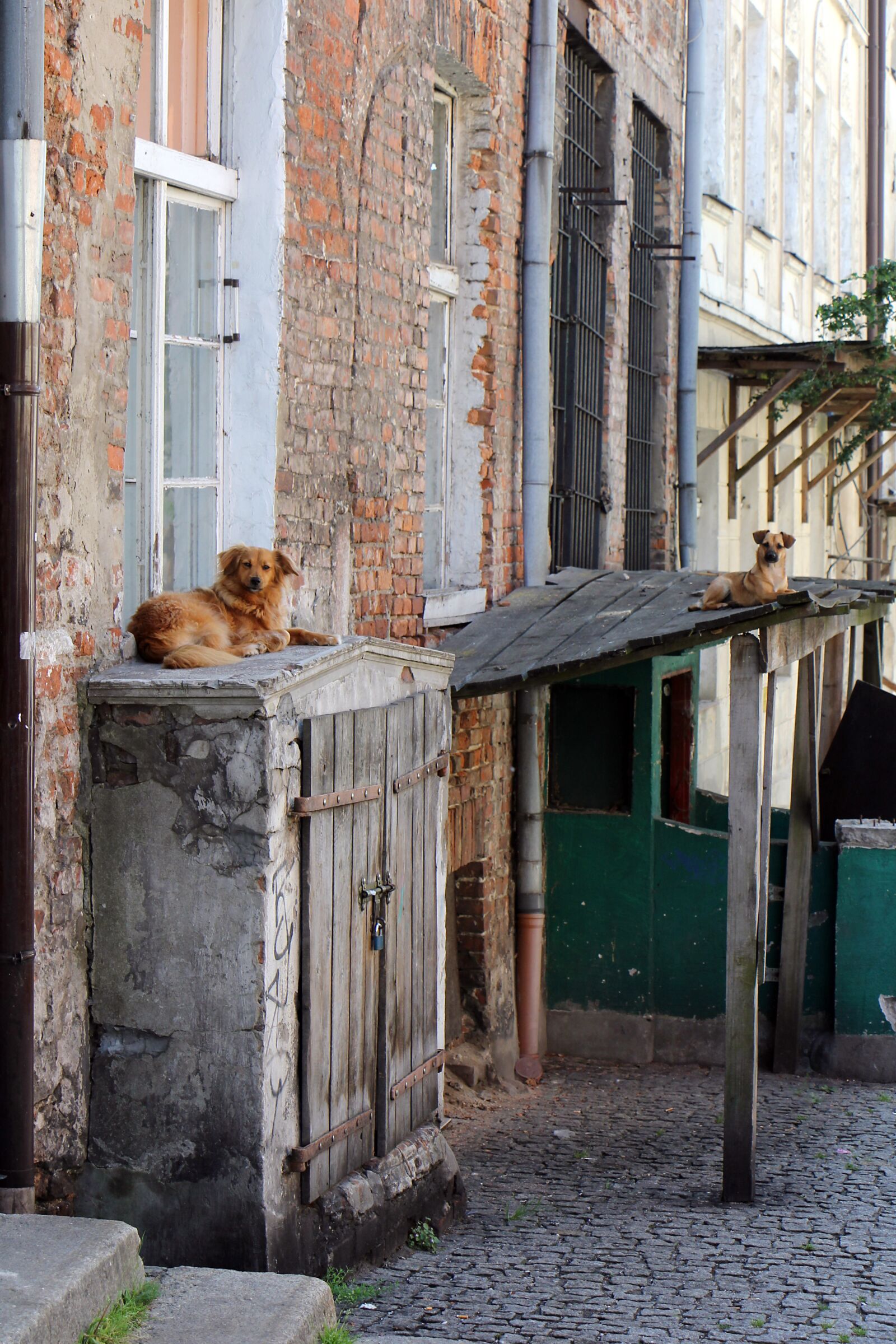 Canon EOS 60D + Canon EF-S 18-135mm F3.5-5.6 IS STM sample photo. Dog, architecture, landscape photography