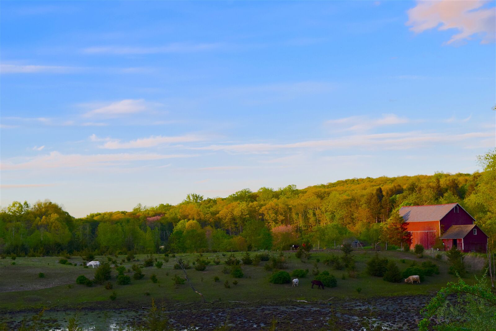 Nikon D3300 sample photo. Farm, evening, sunset photography