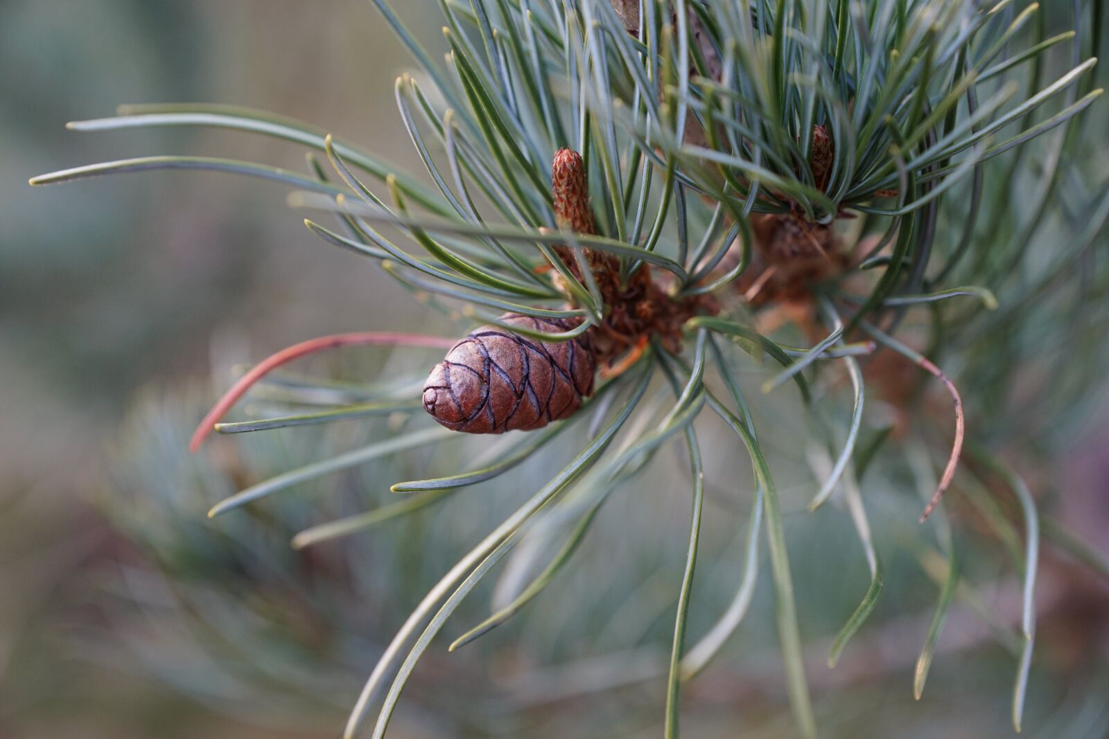 Sony DT 16-50mm F2.8 SSM sample photo. Pine, tree, nature photography