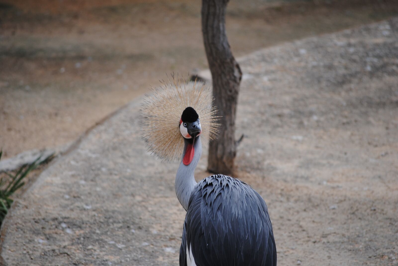 Nikon D3000 sample photo. Bird, hair, poof photography