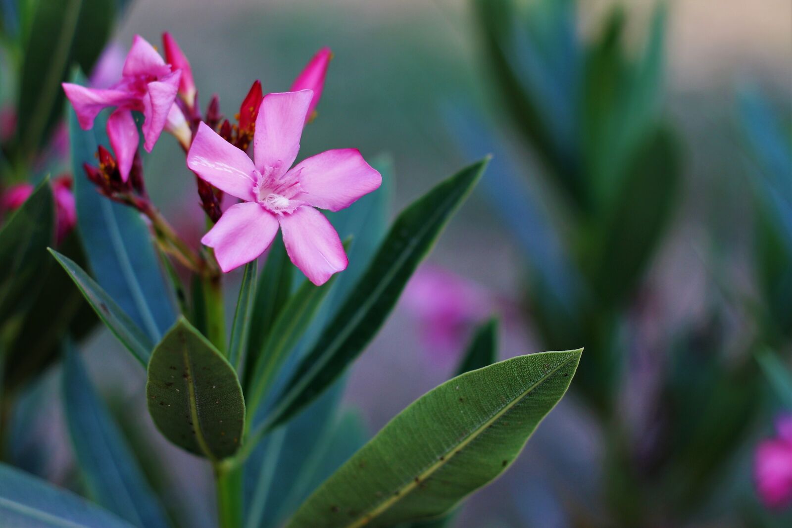 Canon EOS 650D (EOS Rebel T4i / EOS Kiss X6i) + Canon EF 50mm F1.8 II sample photo. Color, clear, floral photography
