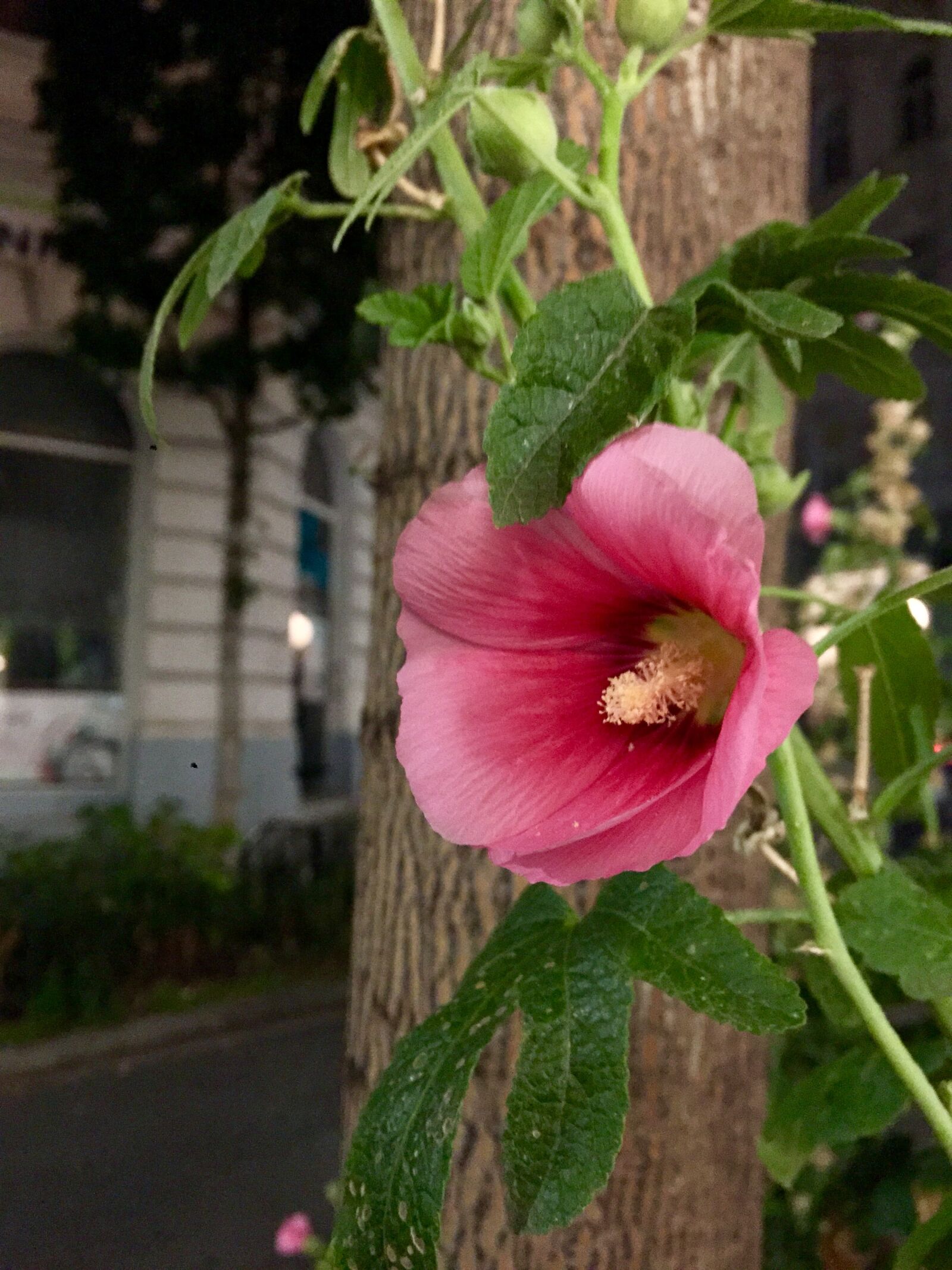 iPhone 6 Plus back camera 4.15mm f/2.2 sample photo