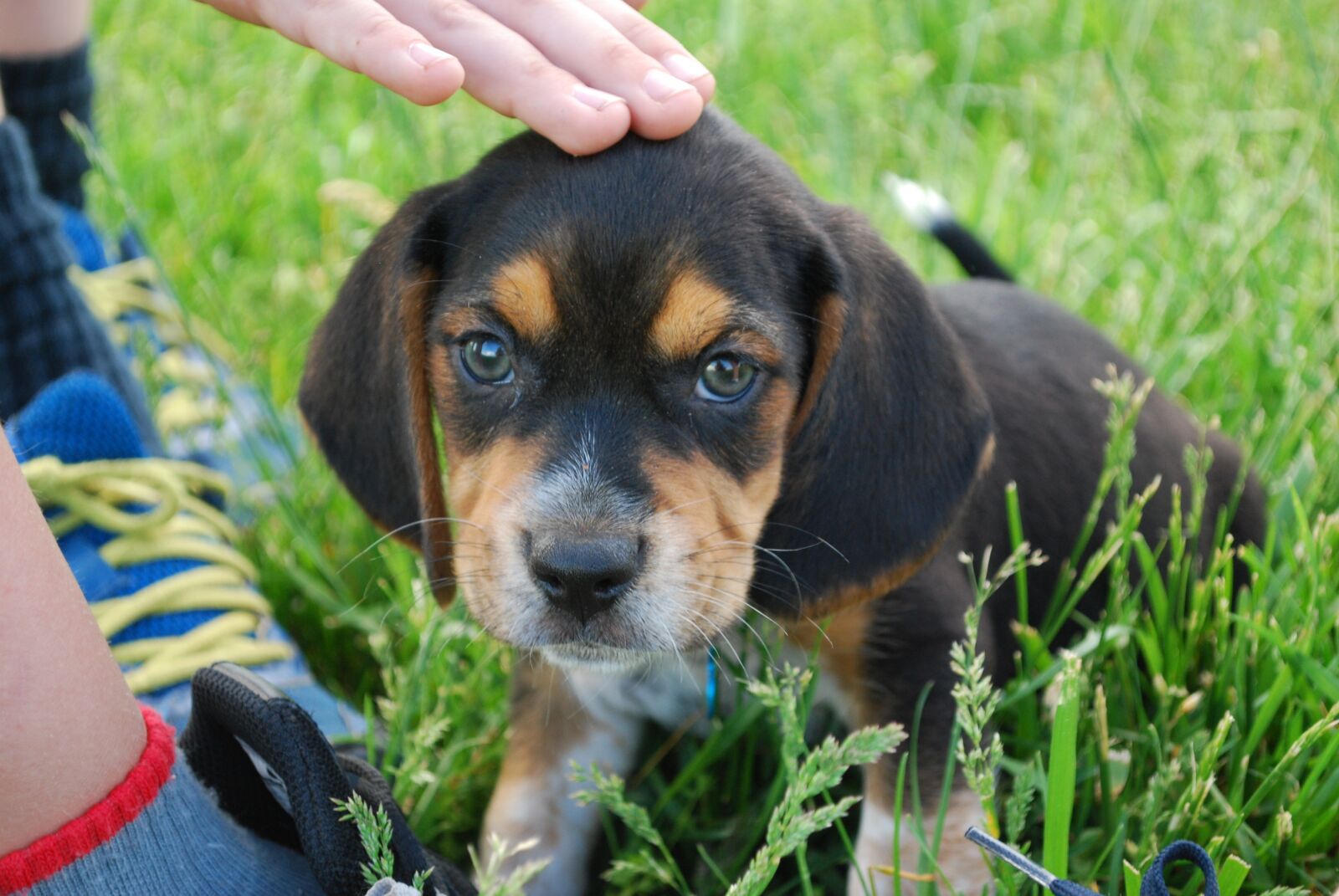 Nikon D60 sample photo. Dog, beagle, puppy photography