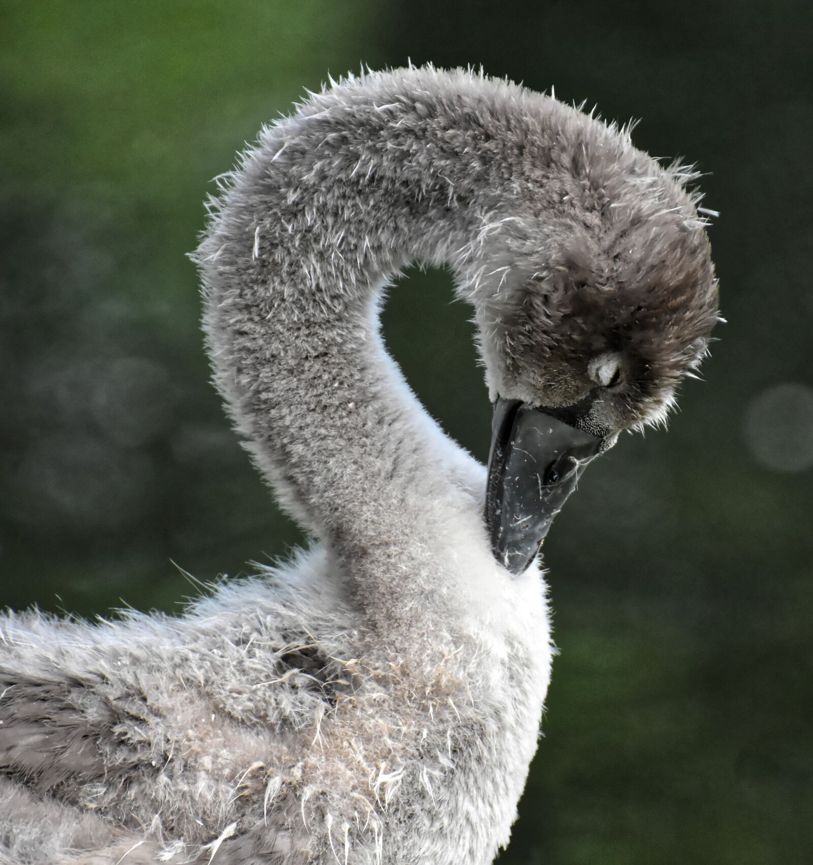 Nikon D7200 sample photo. Swan, young, young animal photography