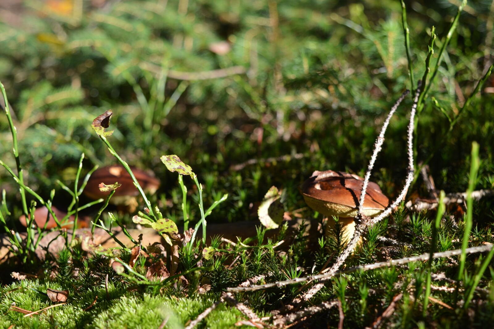 Nikon D3200 sample photo. Mushrooms, edible, forest photography