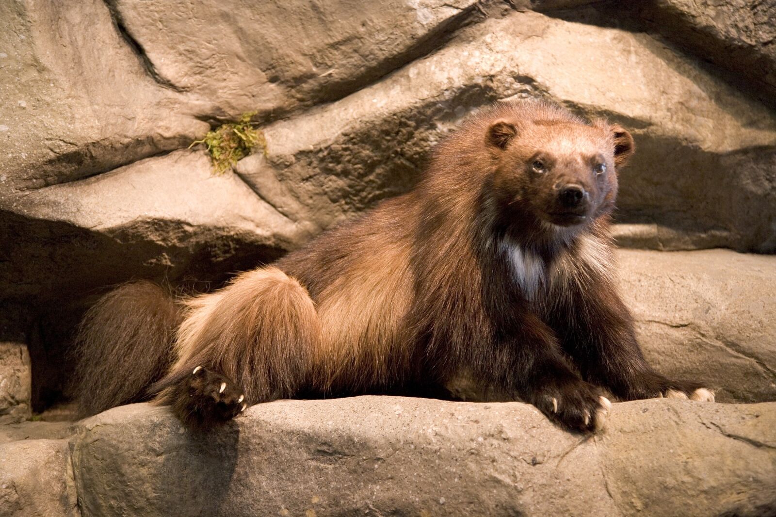 Canon EOS-1Ds Mark II sample photo. Wolverine, weasel, animal photography