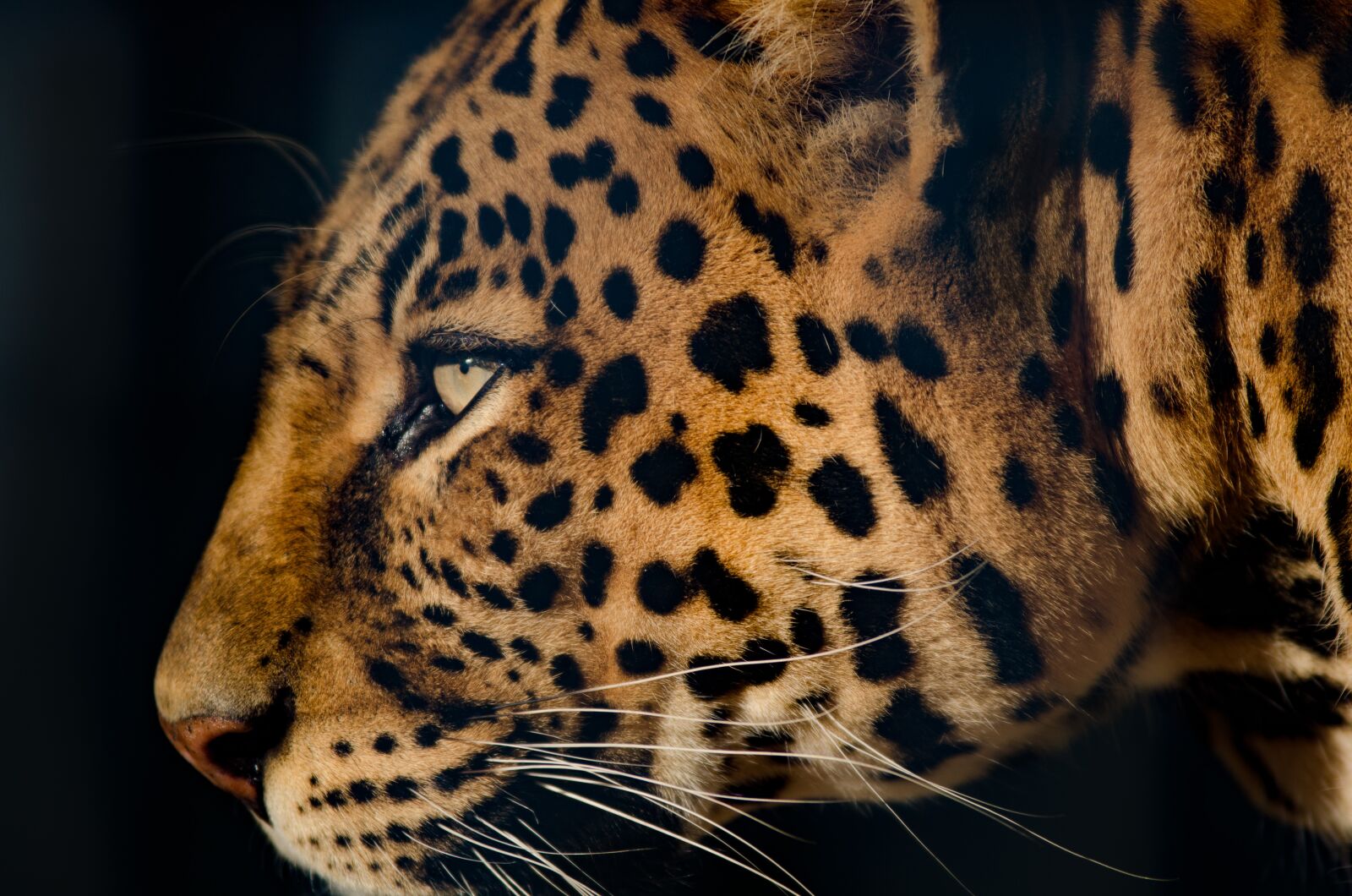 Nikon D7000 sample photo. Leopard, extremely close, eye photography