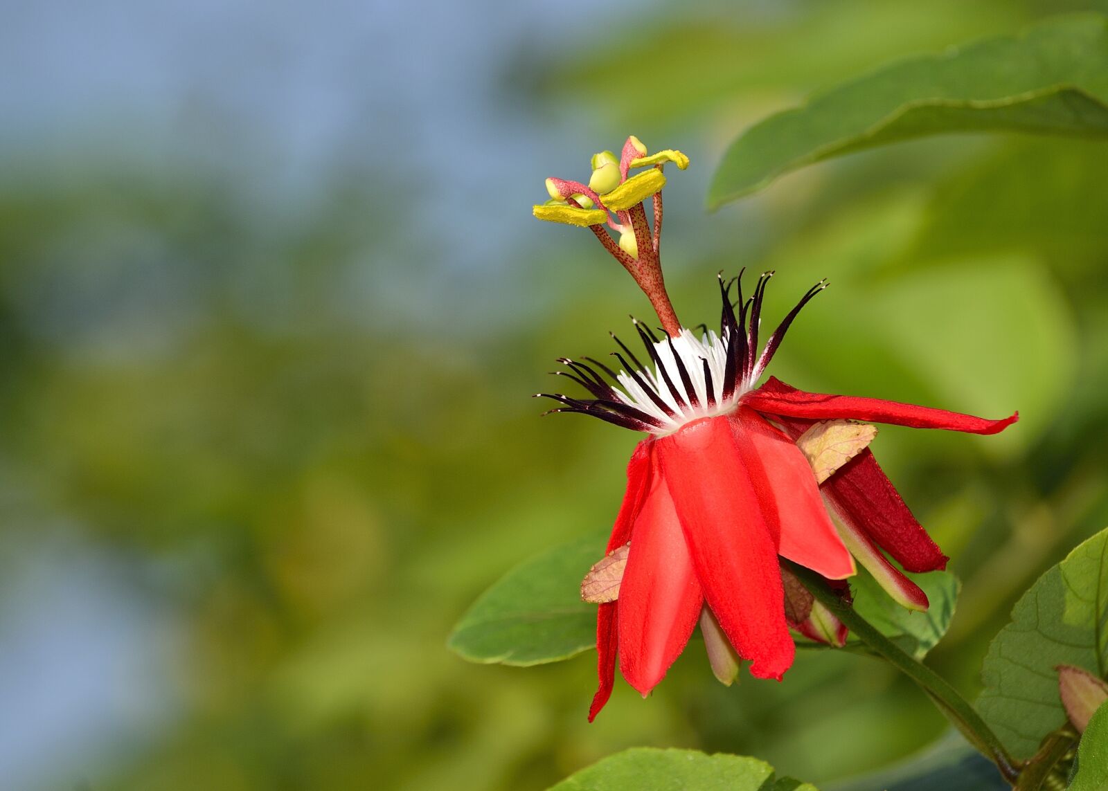 Nikon D3100 sample photo. Flower, fresh, freshness photography